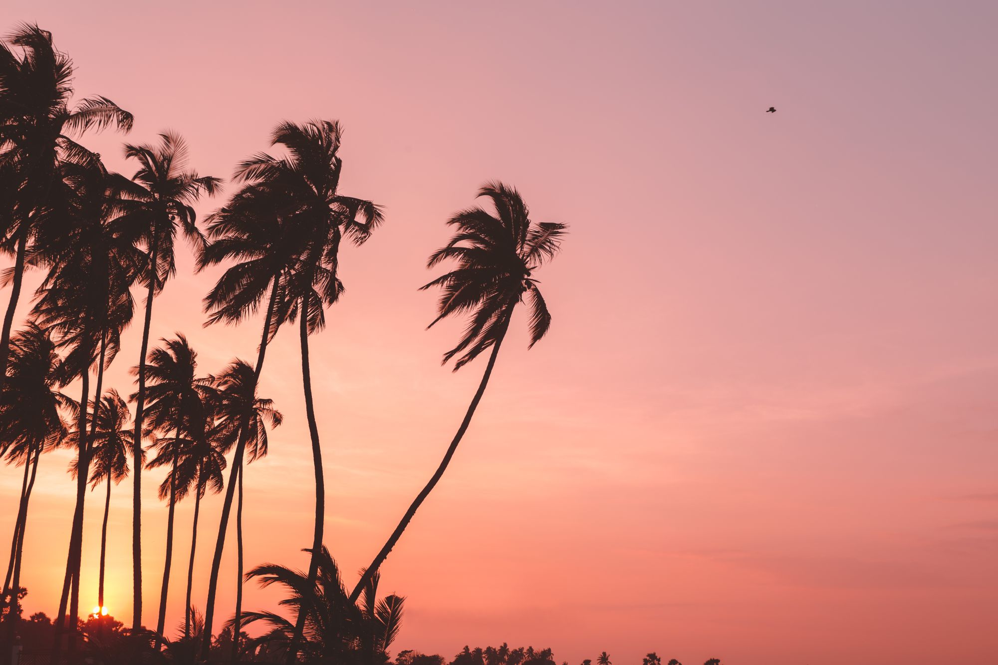 Jetwing Surf & Safari in Arugam Bay: Sunset
