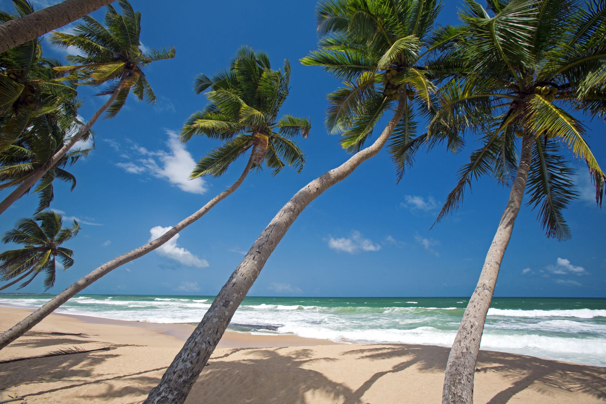 Haritha Villas & Spa à Hikkaduwa: Beach