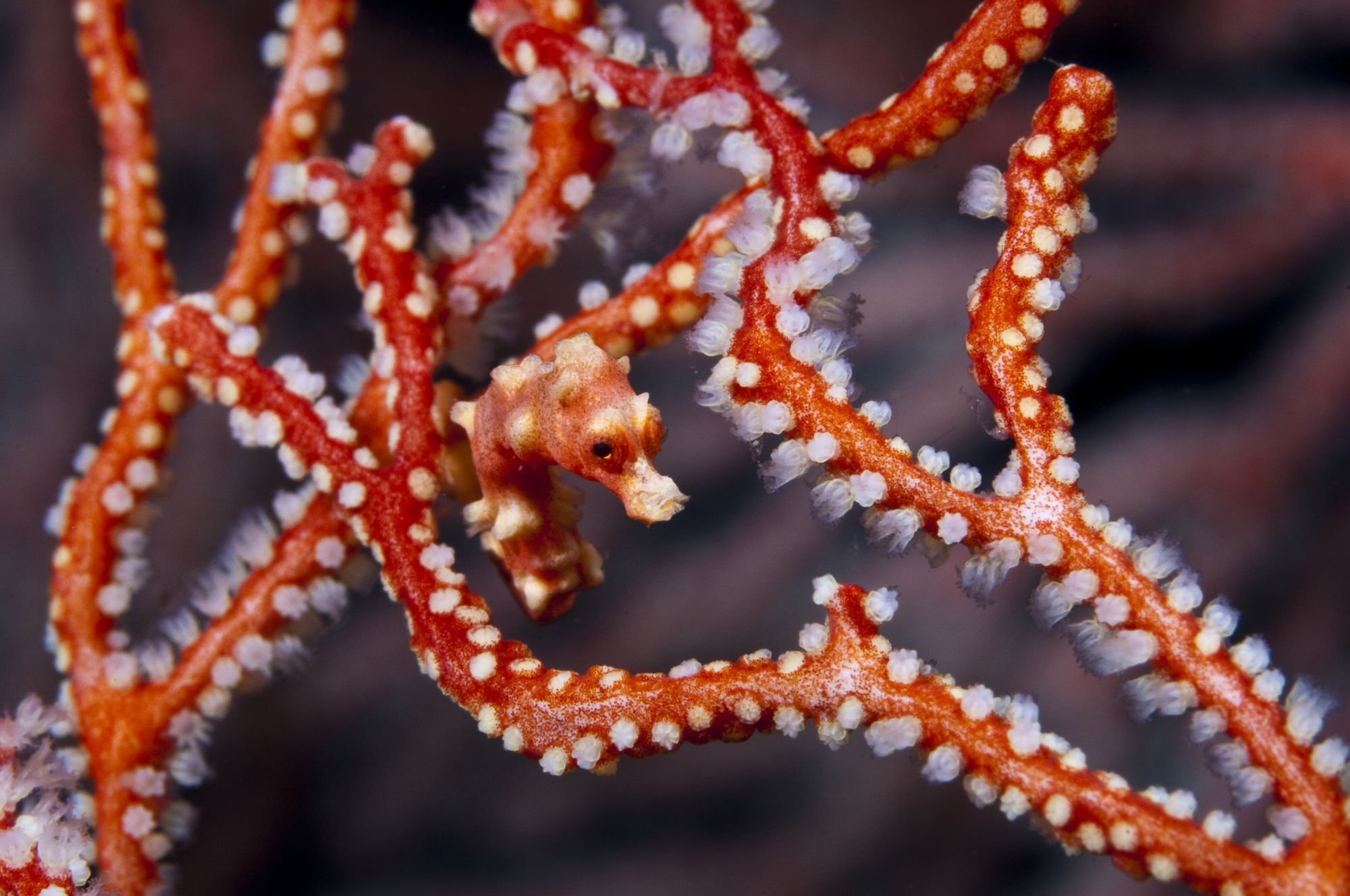 Misool Eco Resort in Sorong: Underwater World