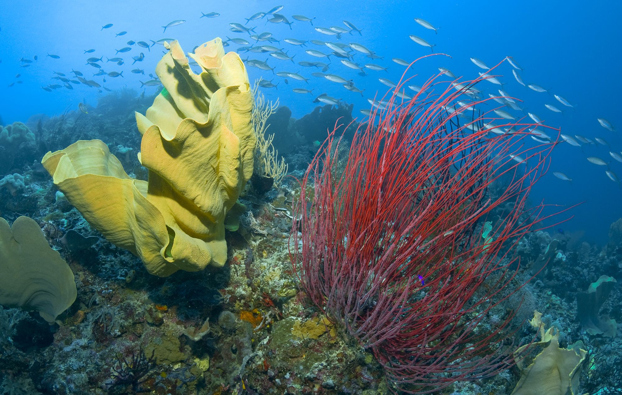 Misool Eco Resort in Sorong: Underwater World