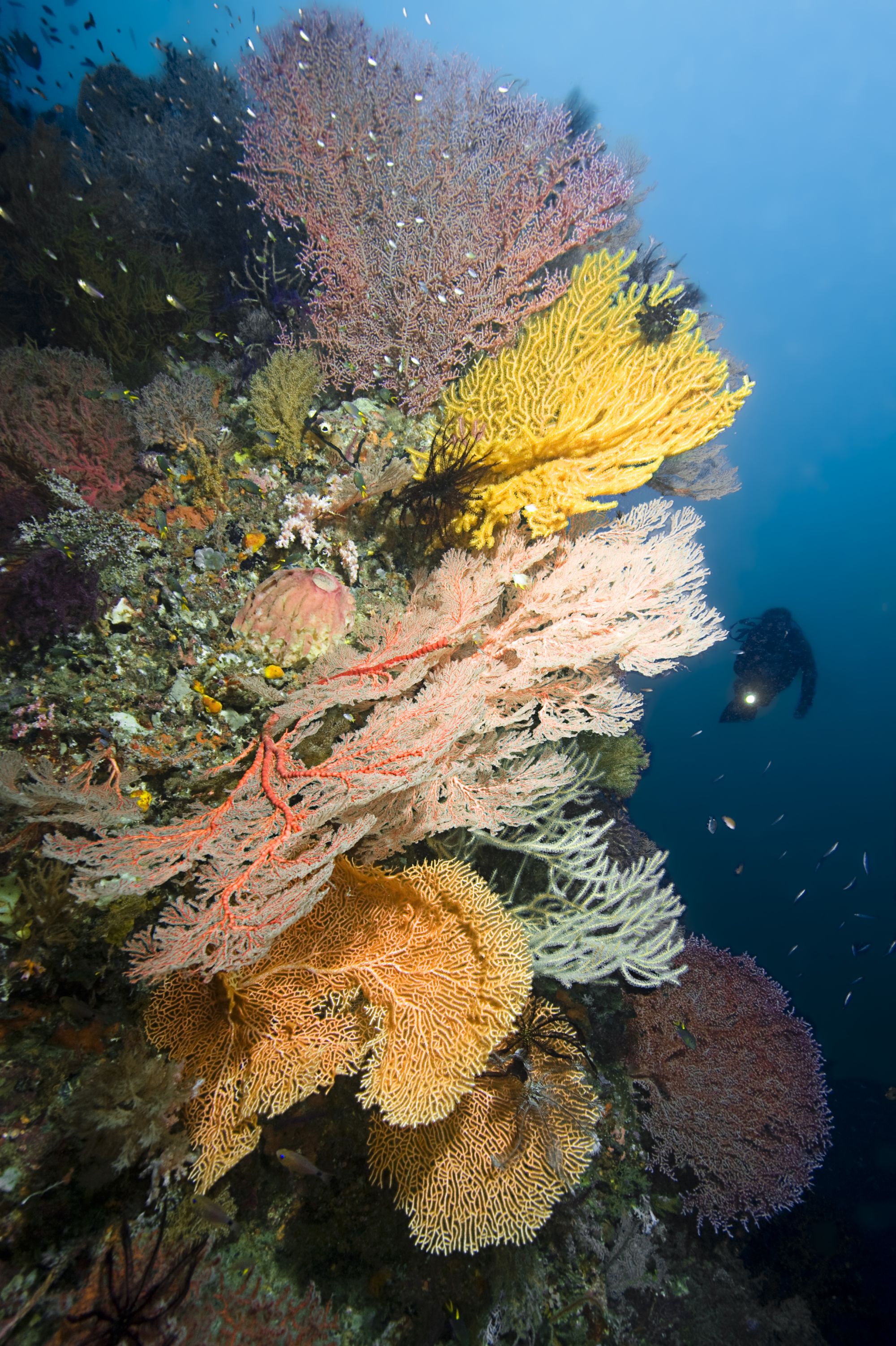 Misool Eco Resort in Sorong: Underwater World