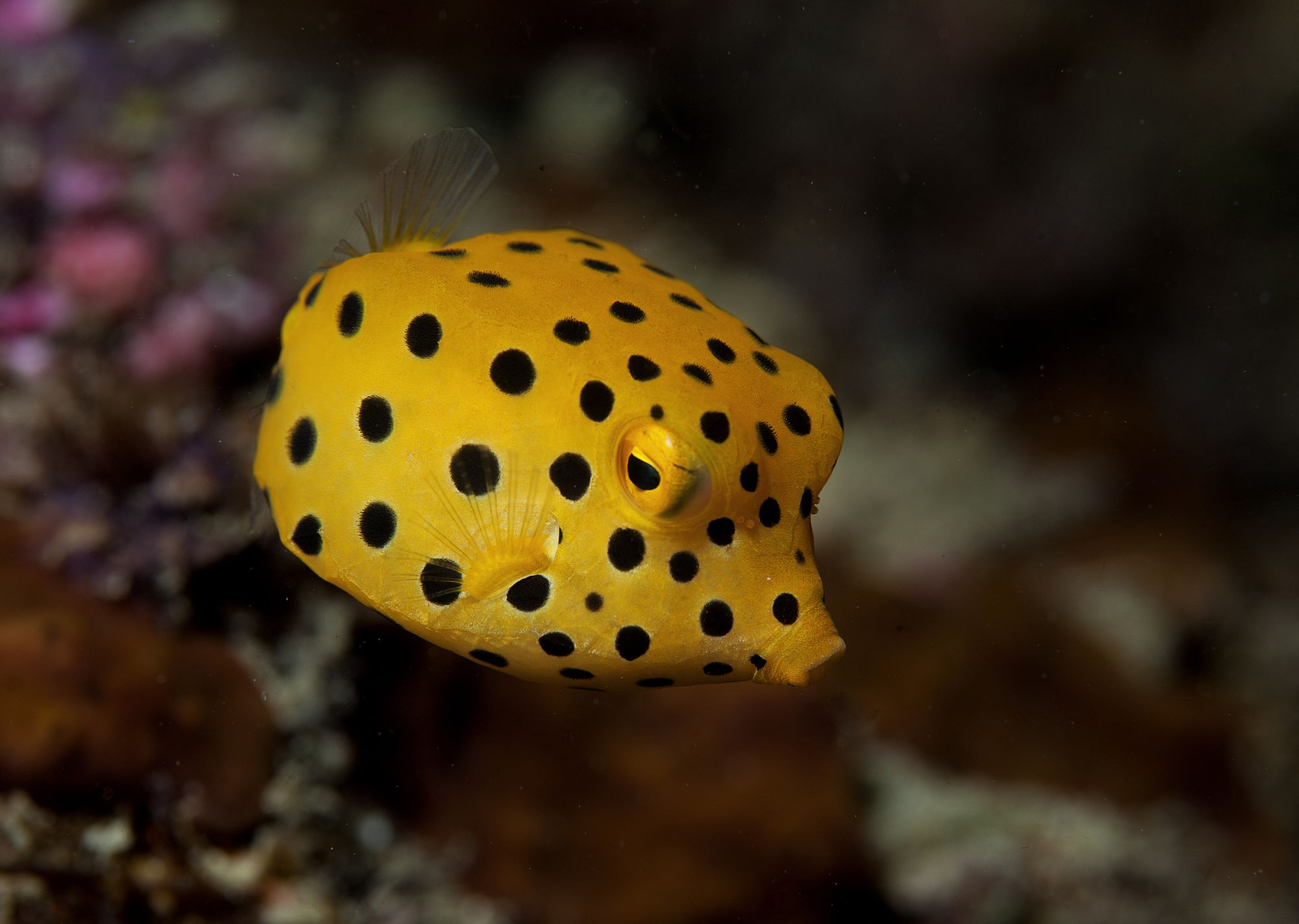 Tilar Siro Andamans in Andamanen: Diving