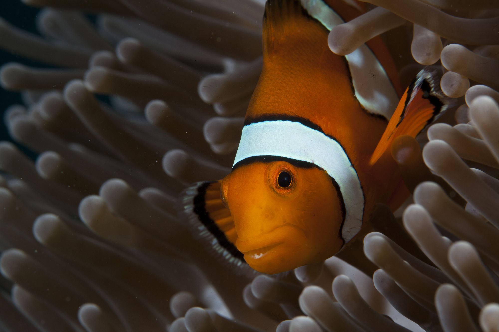 Tilar Siro Andamans in Andamanen: Diving