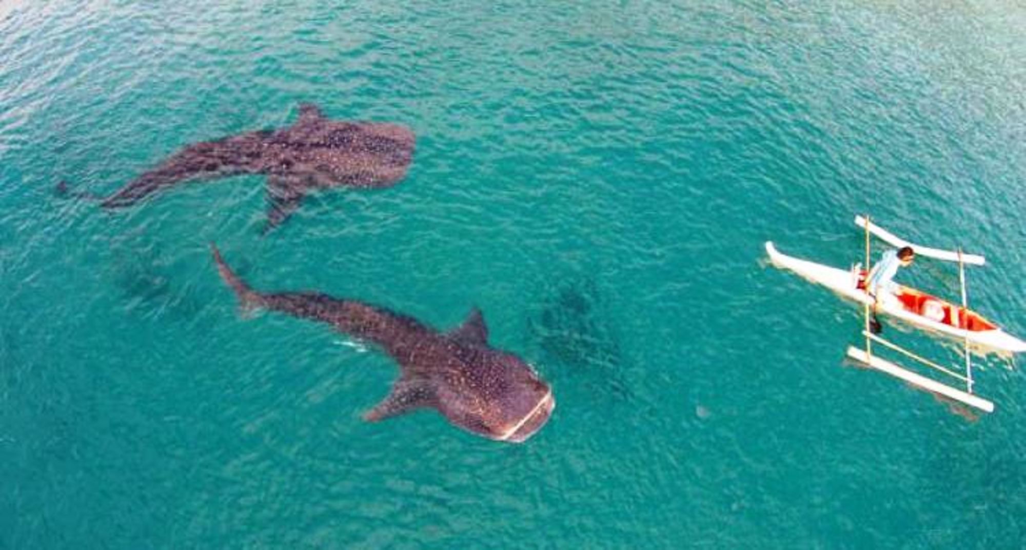 Bohol Beach Club: Oslob Whale Shark
