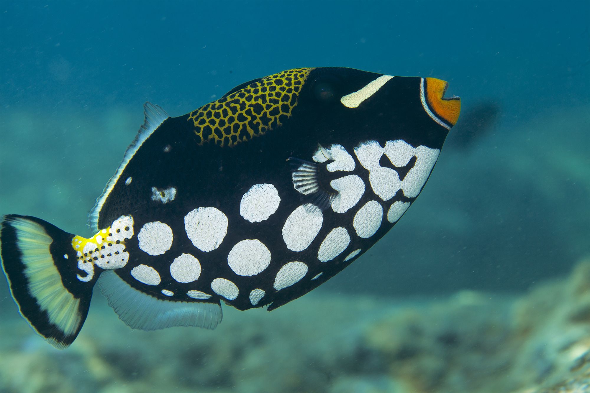 Tilar Siro Andamans in Andamanen: Diving