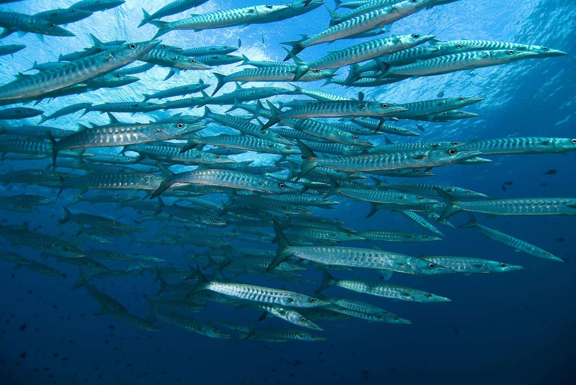 Tilar Siro Andamans in Andamanen: Diving