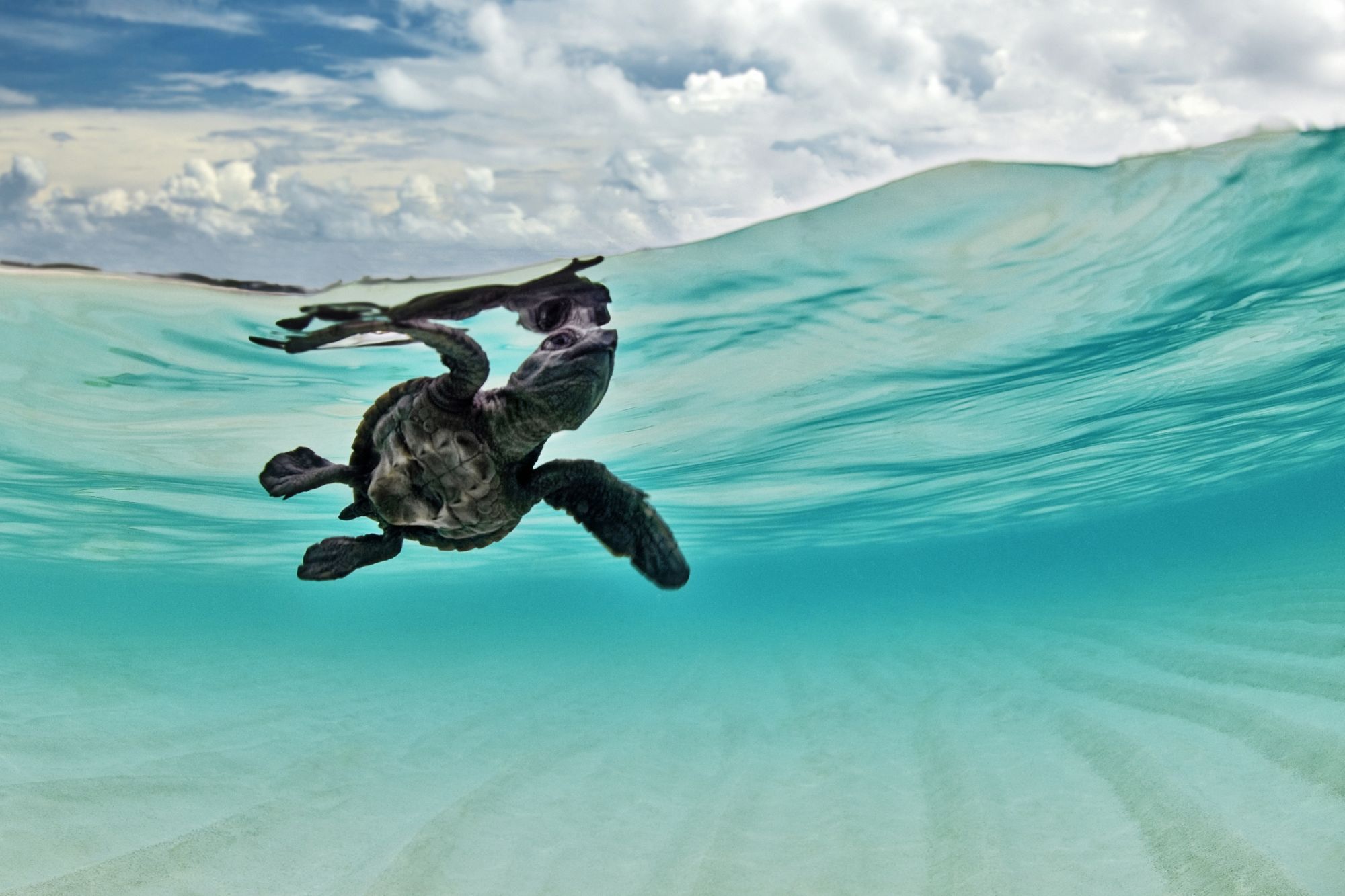 Tilar Siro Andamans in Andamanen: Diving
