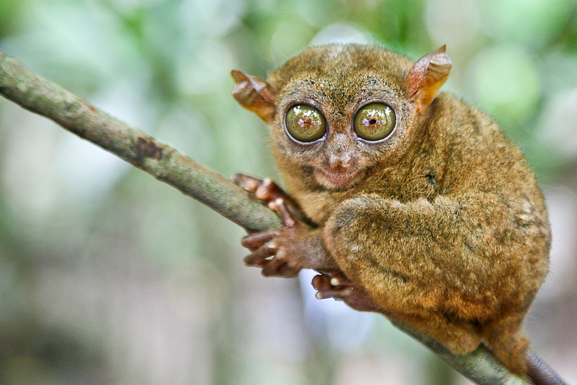 Bohol Beach Club: Tarsier