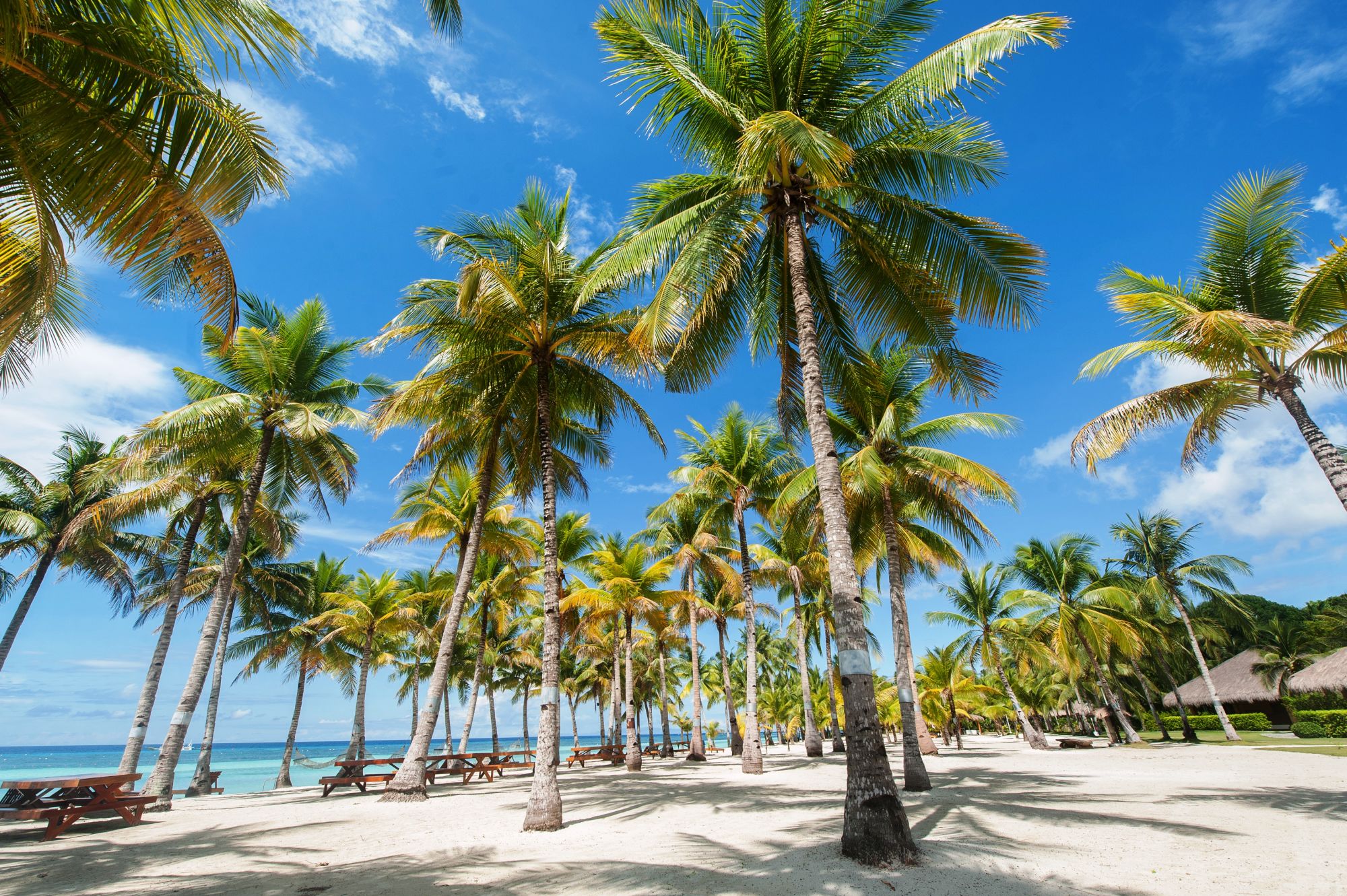 Bohol Beach Club: Beachfront