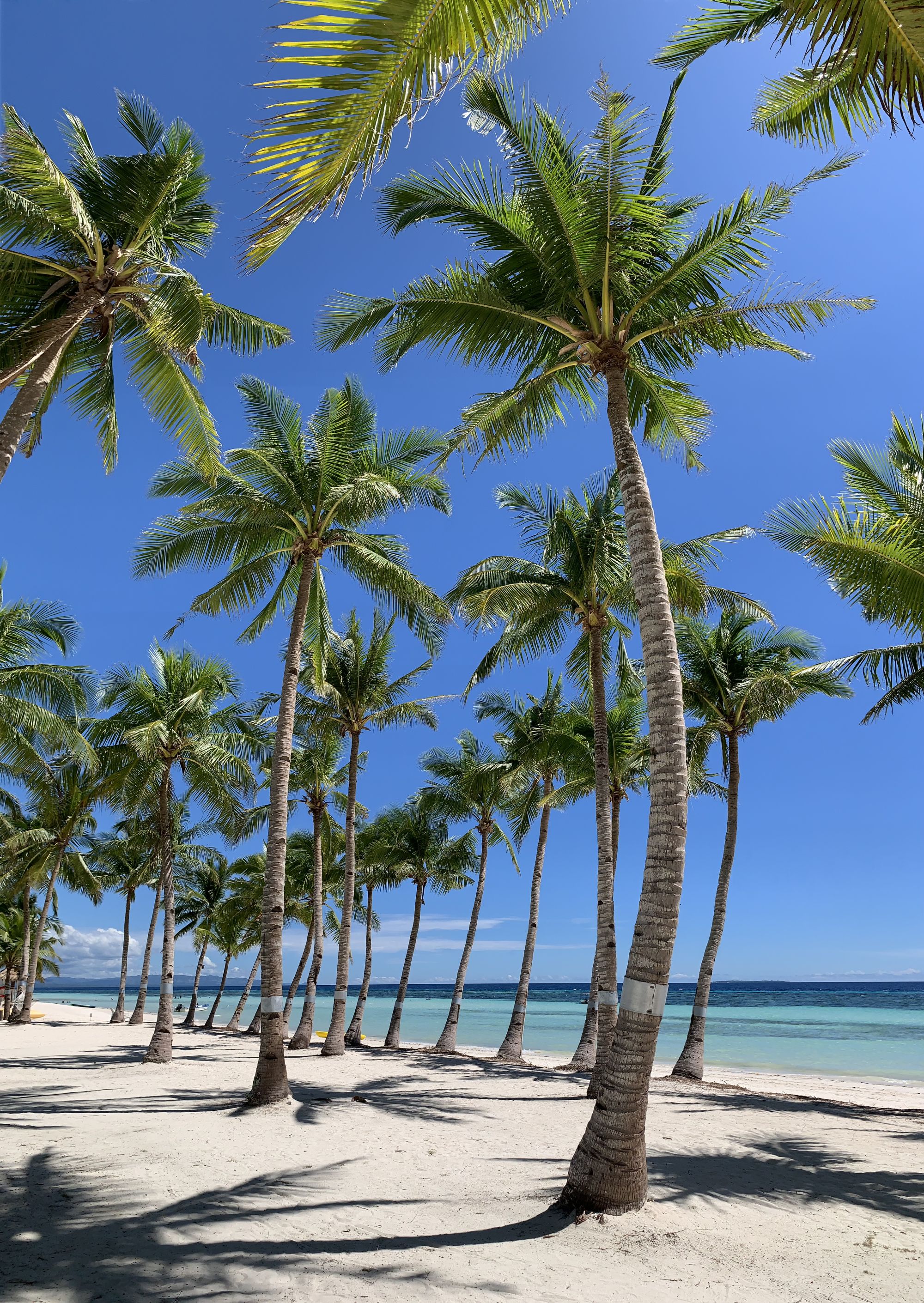 Bohol Beach Club: Beachfront