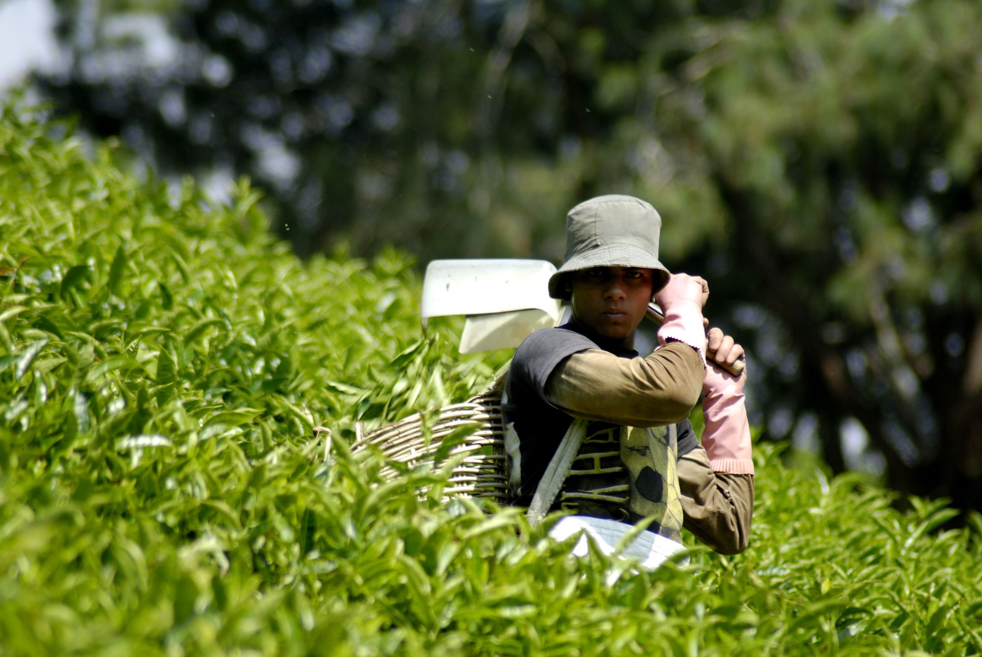 Cameron Highlands ab Kuala Lumpur: Malaysia Cameron Highlands Tea plucking