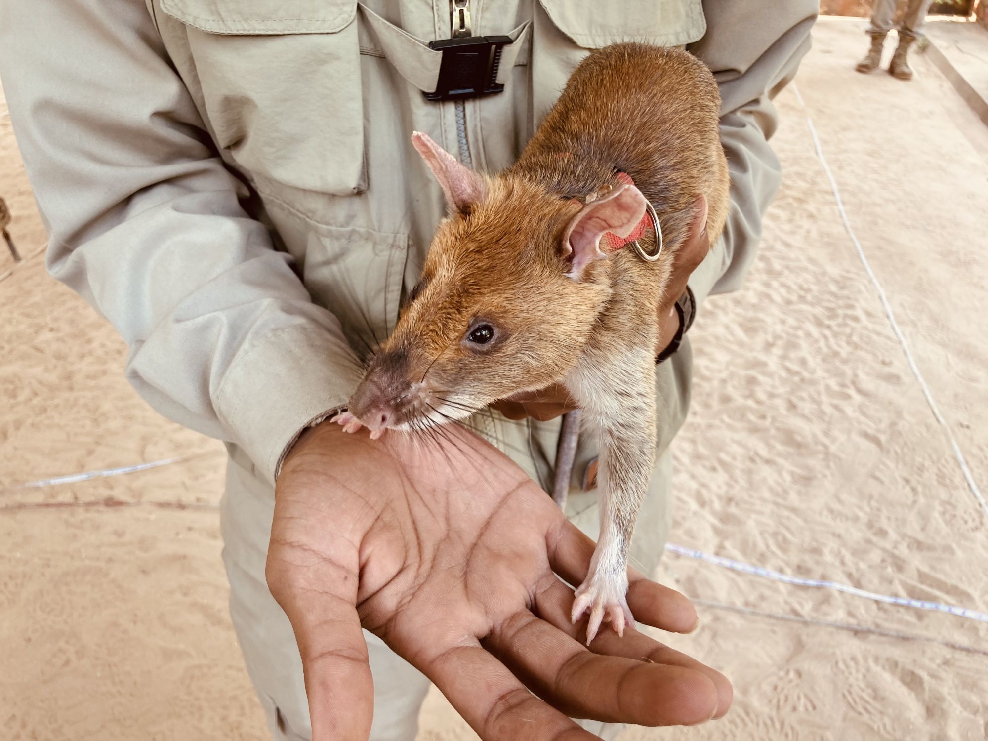 Angkor mystique de Siem Reap: Apopo Minen Ratte Siem Reap Kambodscha