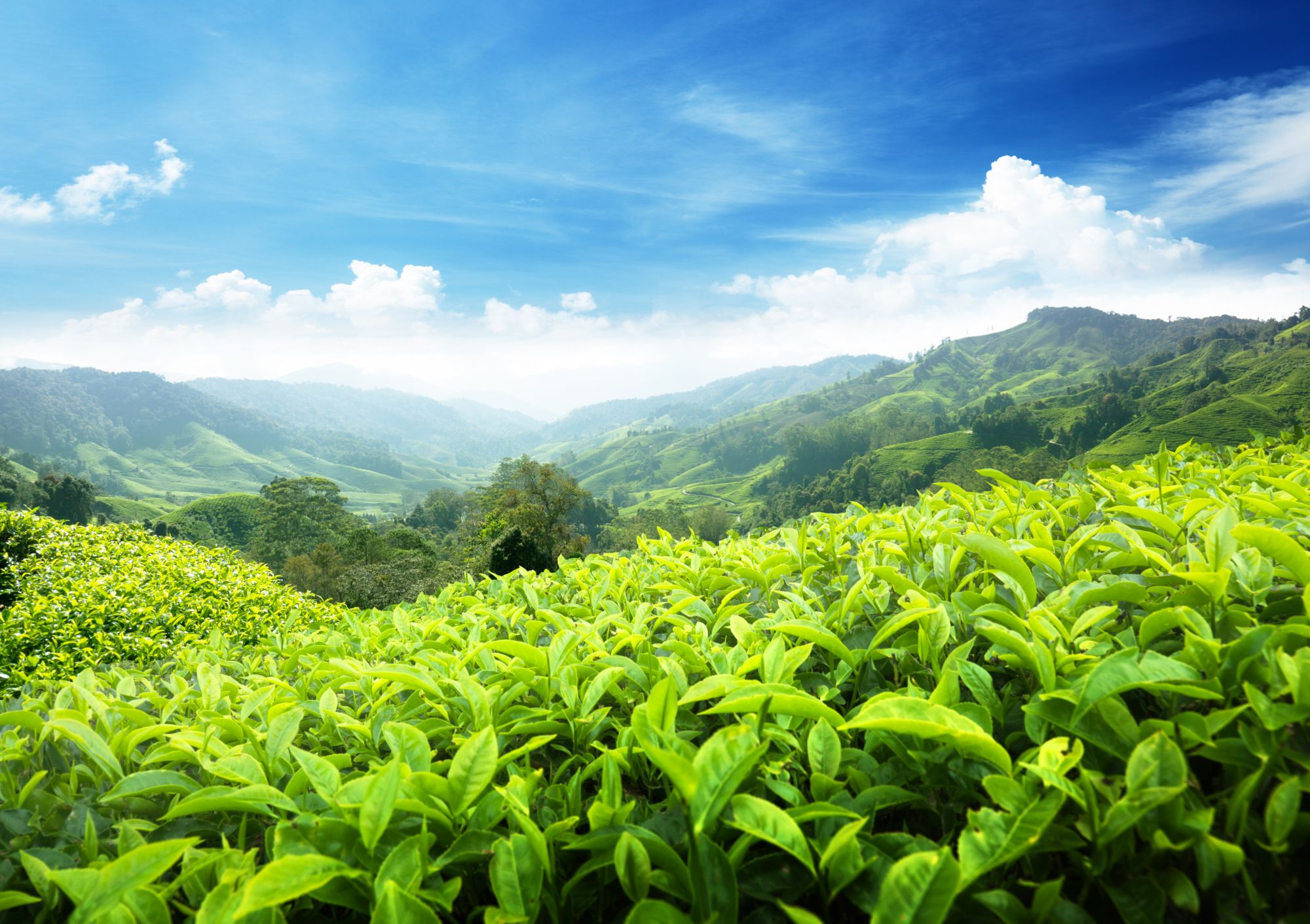 Cameron Highlands ab Kuala Lumpur: Malaysia Cameron Highlands