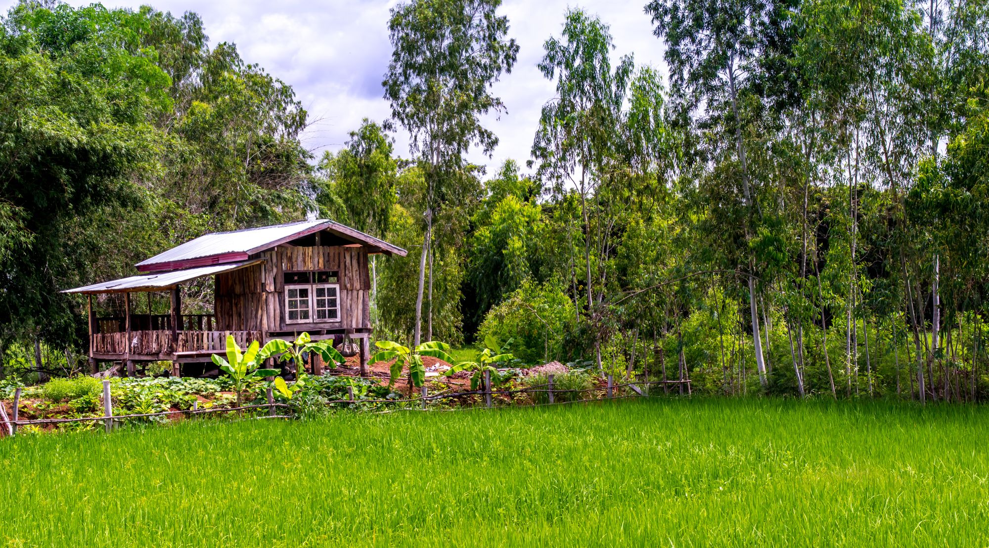 Mietwagen Rundreise Goldenes Dreieck ab Chiang Mai: Northern Thailand: paddy field with local house