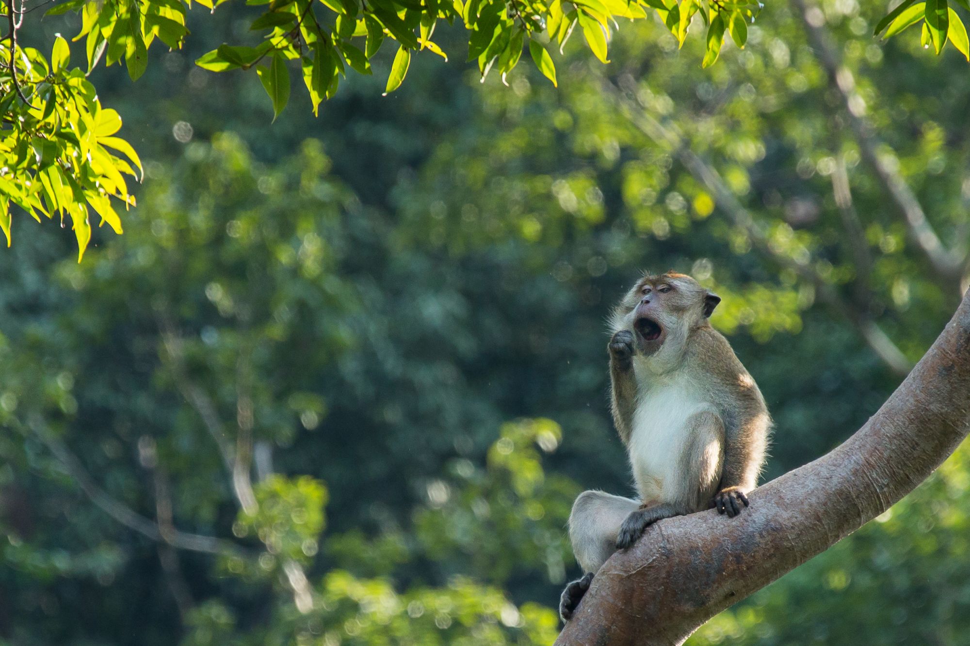 Elephant Hills - 2 Tage ab Phuket: Wildlife