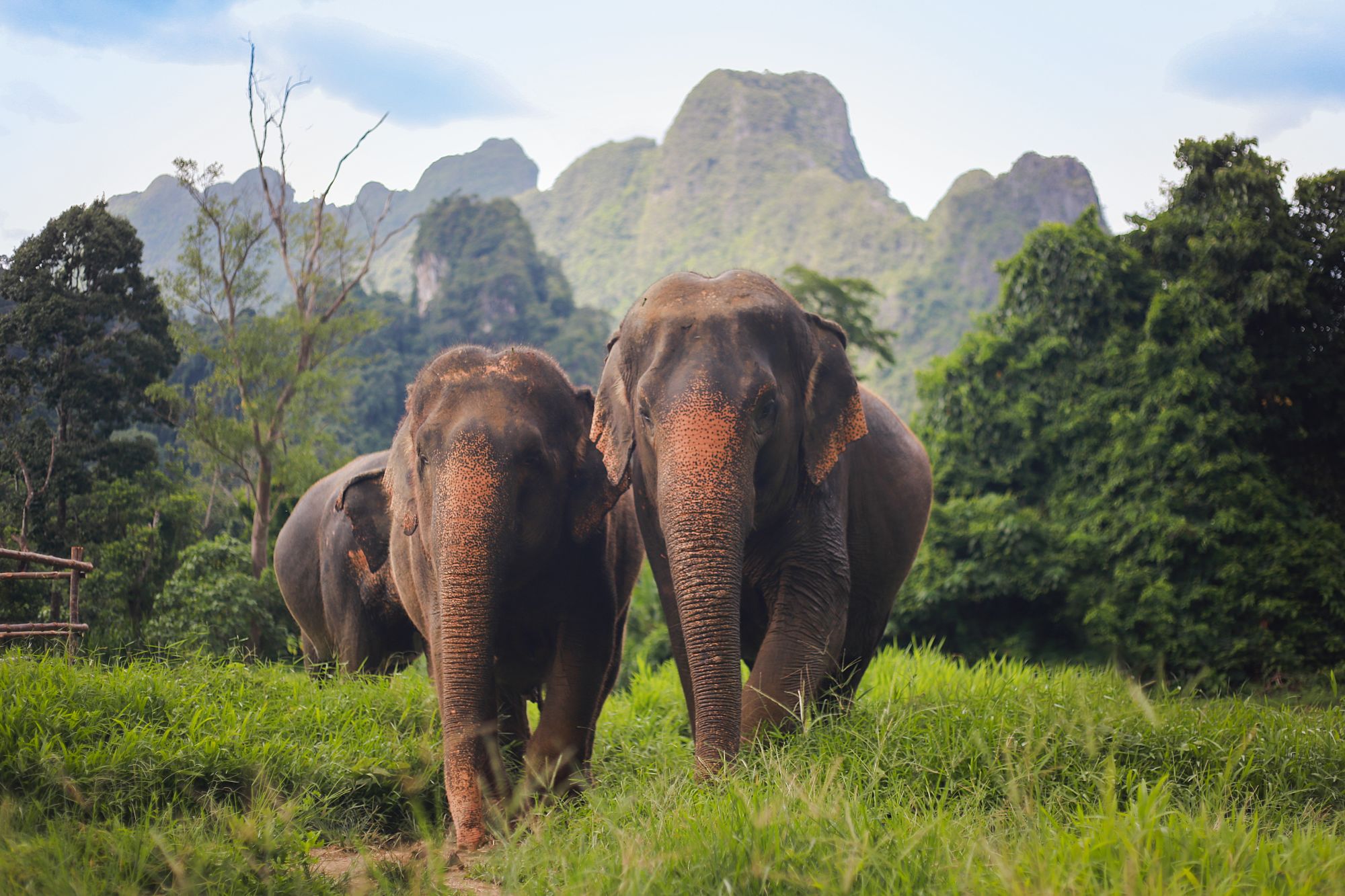 Elephant Hills & The Lake Camp ab Phuket: activities: Elephant Experience | Elephant Hills