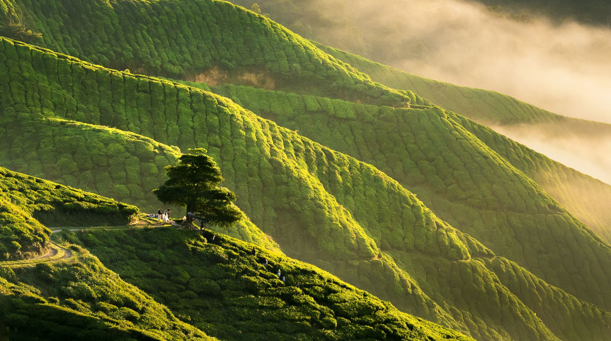 Les hauts lieux de la Malaisie avec option "Belum Rainforest" de Kuala Lumpur: Cameron Highlands early morning sunrise