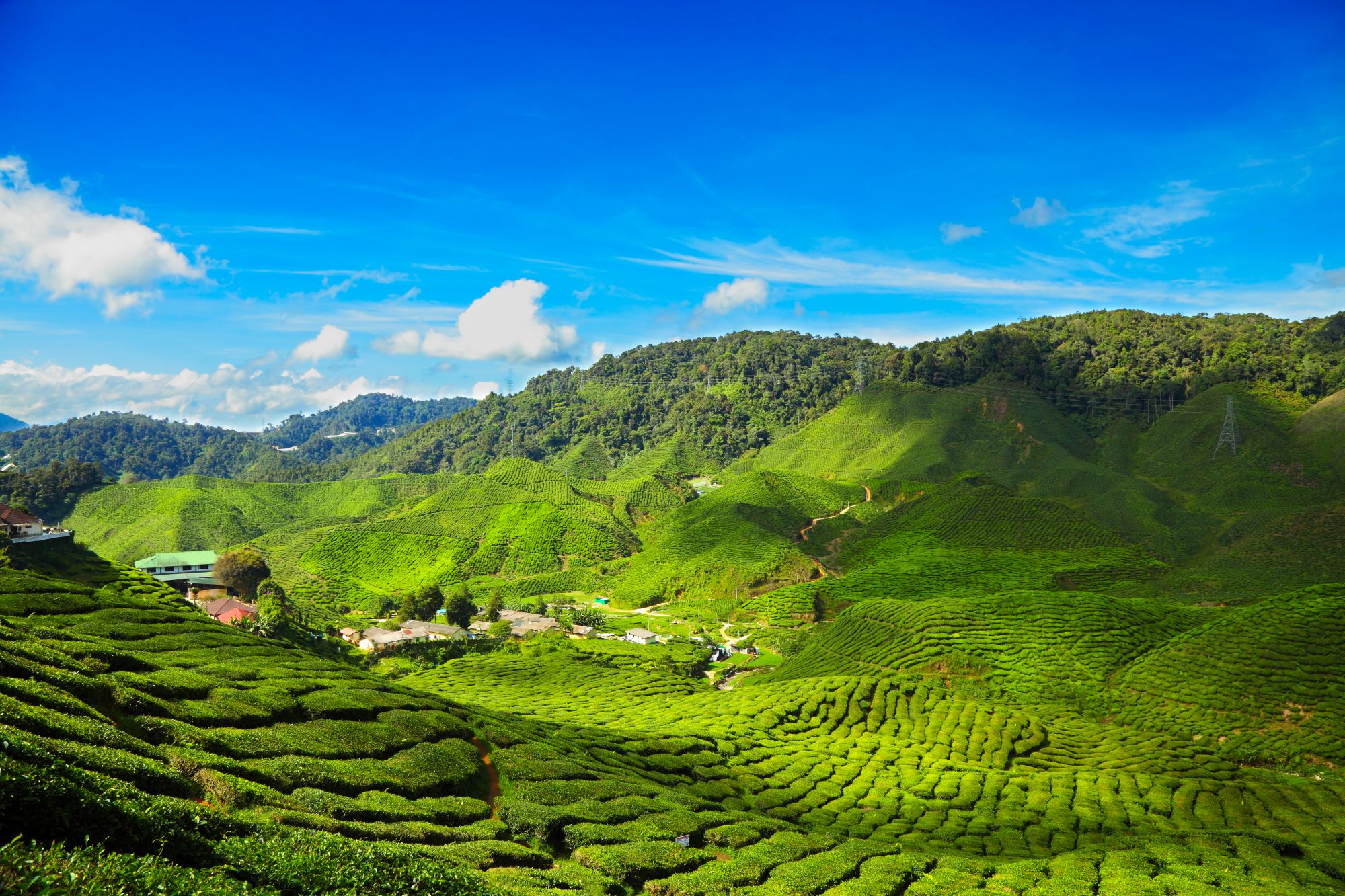 Cameron Highlands ab Kuala Lumpur: Malaysia Cameron Highlands Tea Plantations