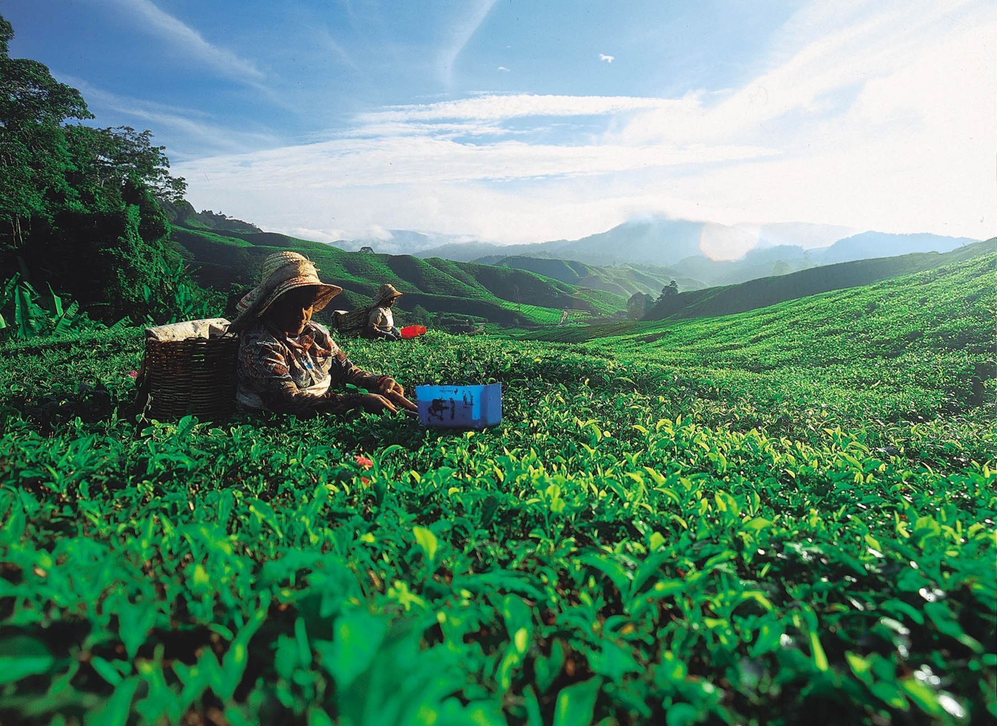 Cameron Highlands ab Kuala Lumpur: Malaysia Cameron Highlands tea plucking