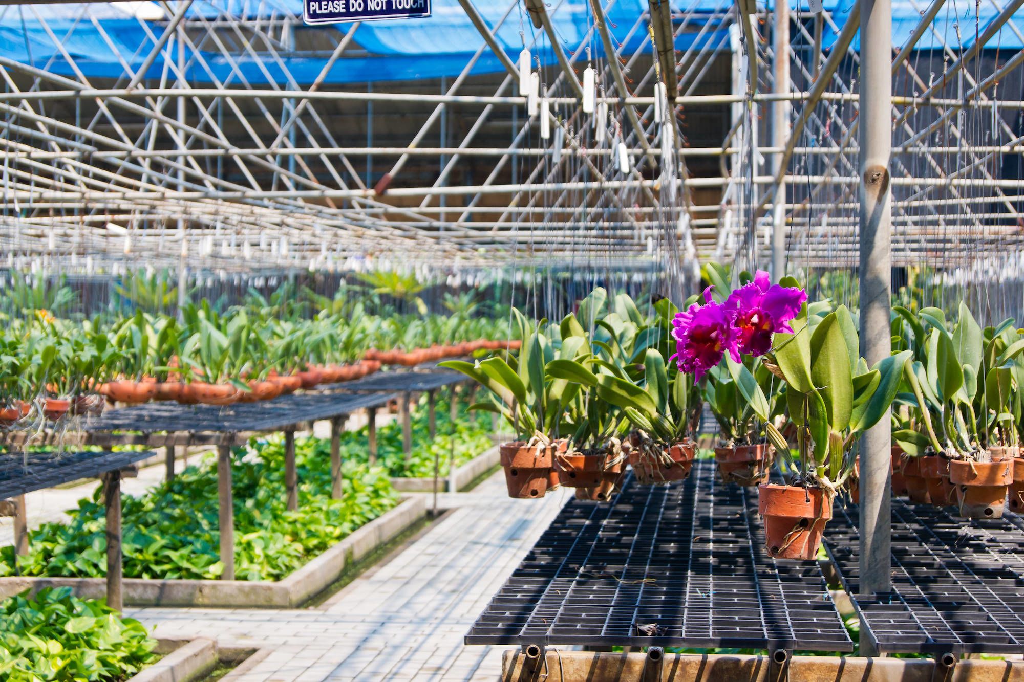 Mietwagen Rundreise Goldenes Dreieck ab Chiang Mai: Thailand: Orchid Farm