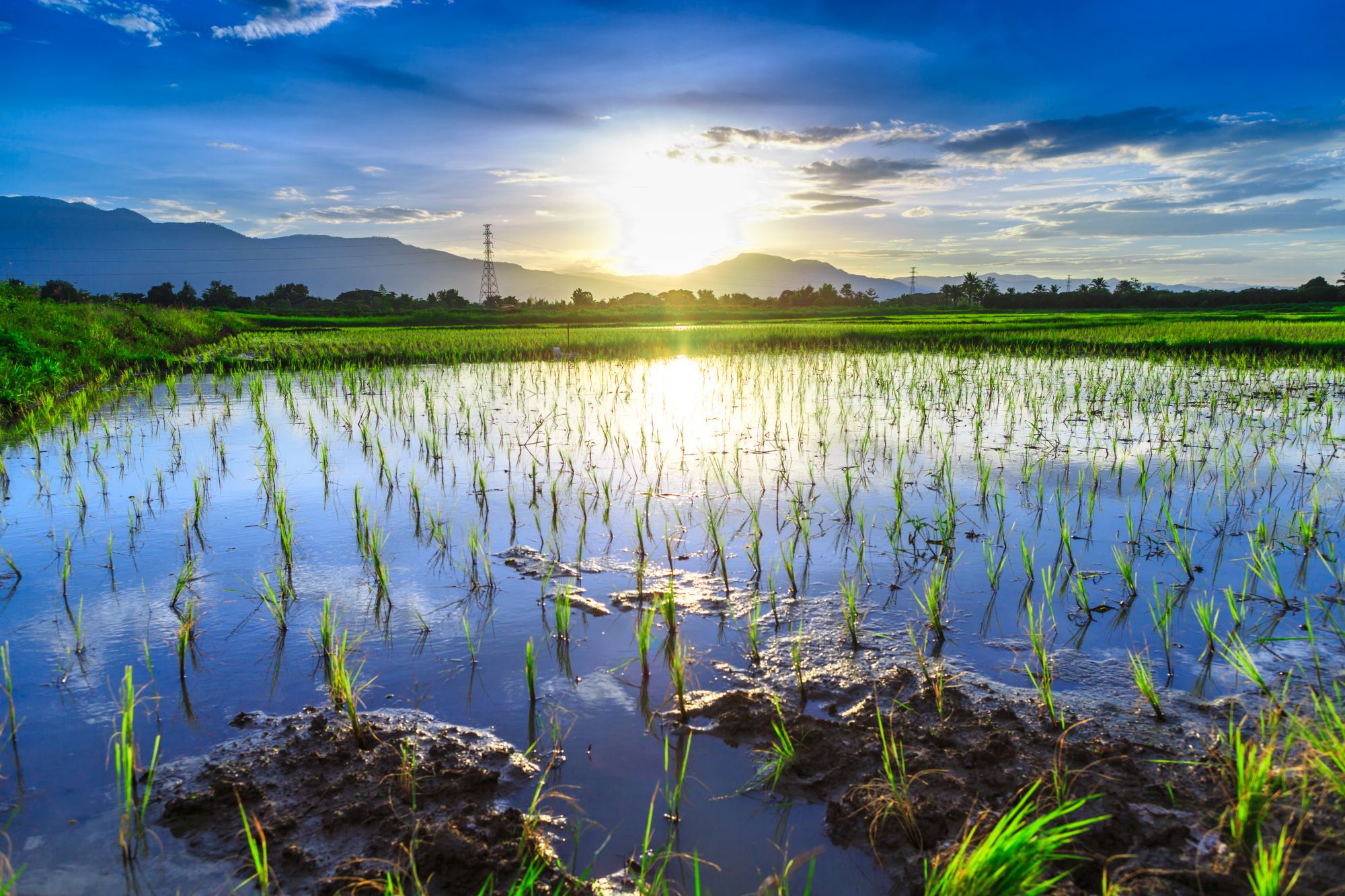 Circuit en voiture de location Mae Hong Son de Chiang Mai: Northern Thailand: Sunset over ricefield