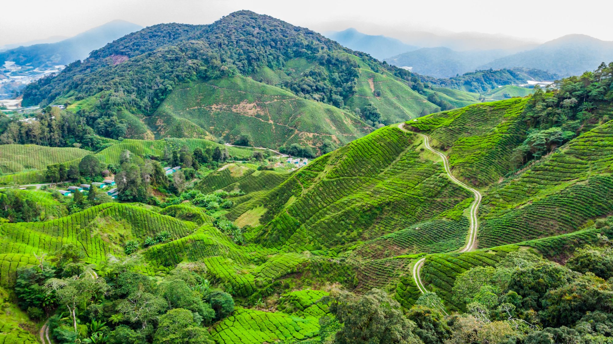 Les hauts lieux de la Malaisie avec option "Belum Rainforest" de Kuala Lumpur: Cameron Highlands Tea Plantations