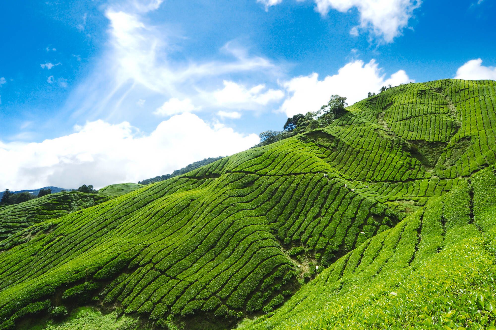 Cameron Highlands ab Kuala Lumpur: Malaysia Cameron Highlands Tea Plantation