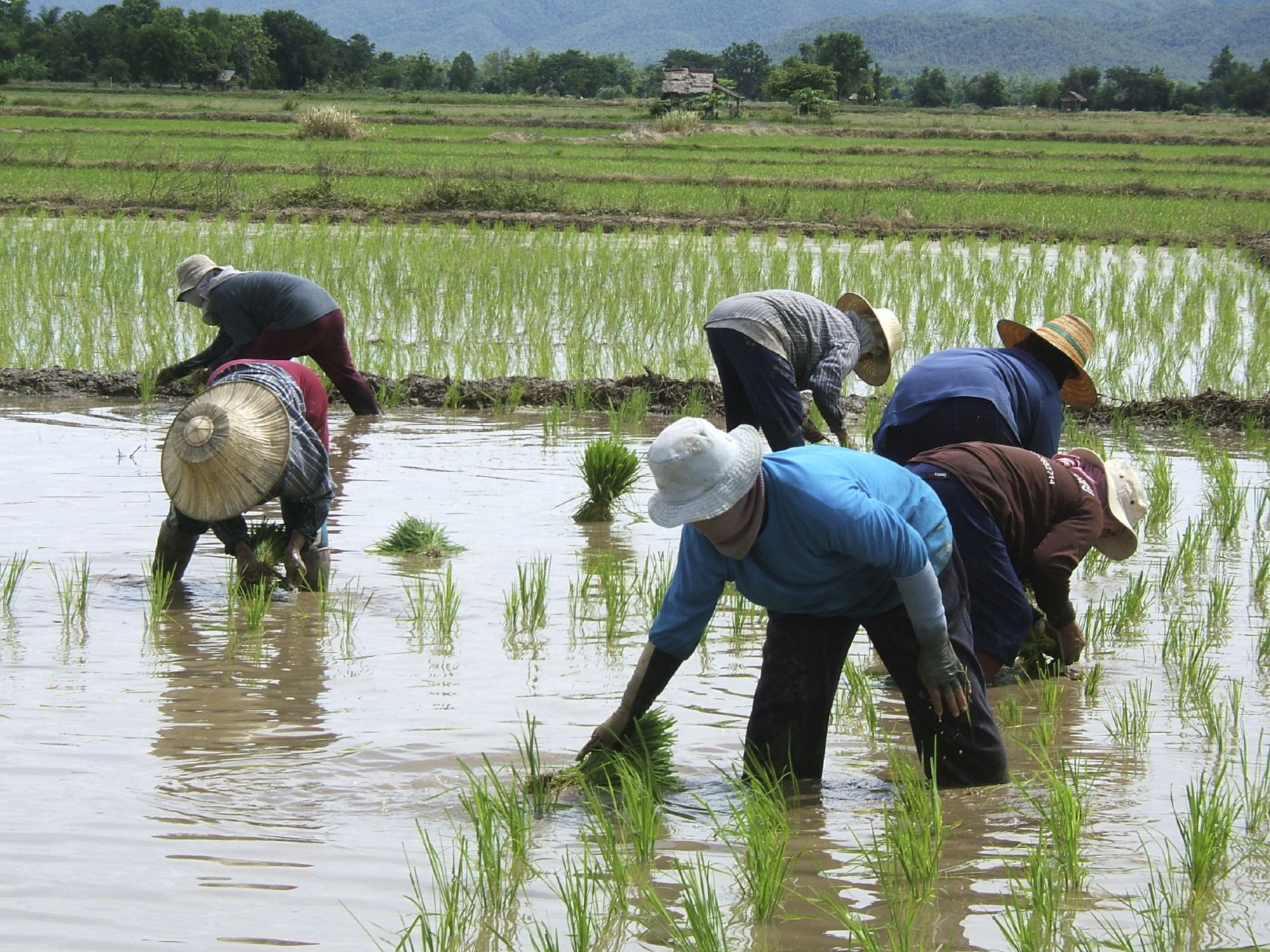 Circuit en voiture de location Mae Hong Son de Chiang Mai: Northern Thailand: Rice Field with Farmers
