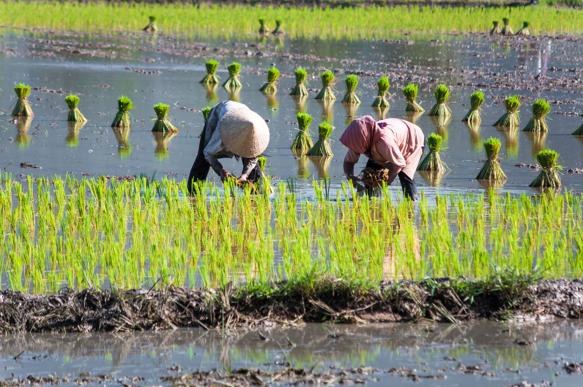 Les hauts lieux du Vietnam de Hanoi: Mekong Delta: Vietnam women farmer growing rice on the paddy rice farmland