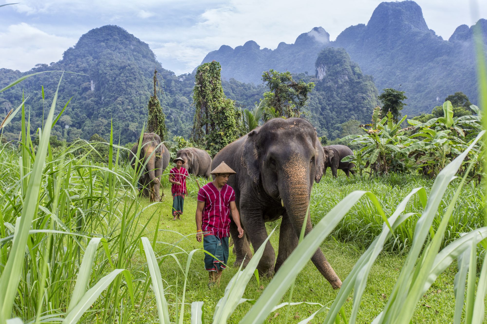 Elephant Hills & The Lake Camp ab Phuket: Elephant Experience