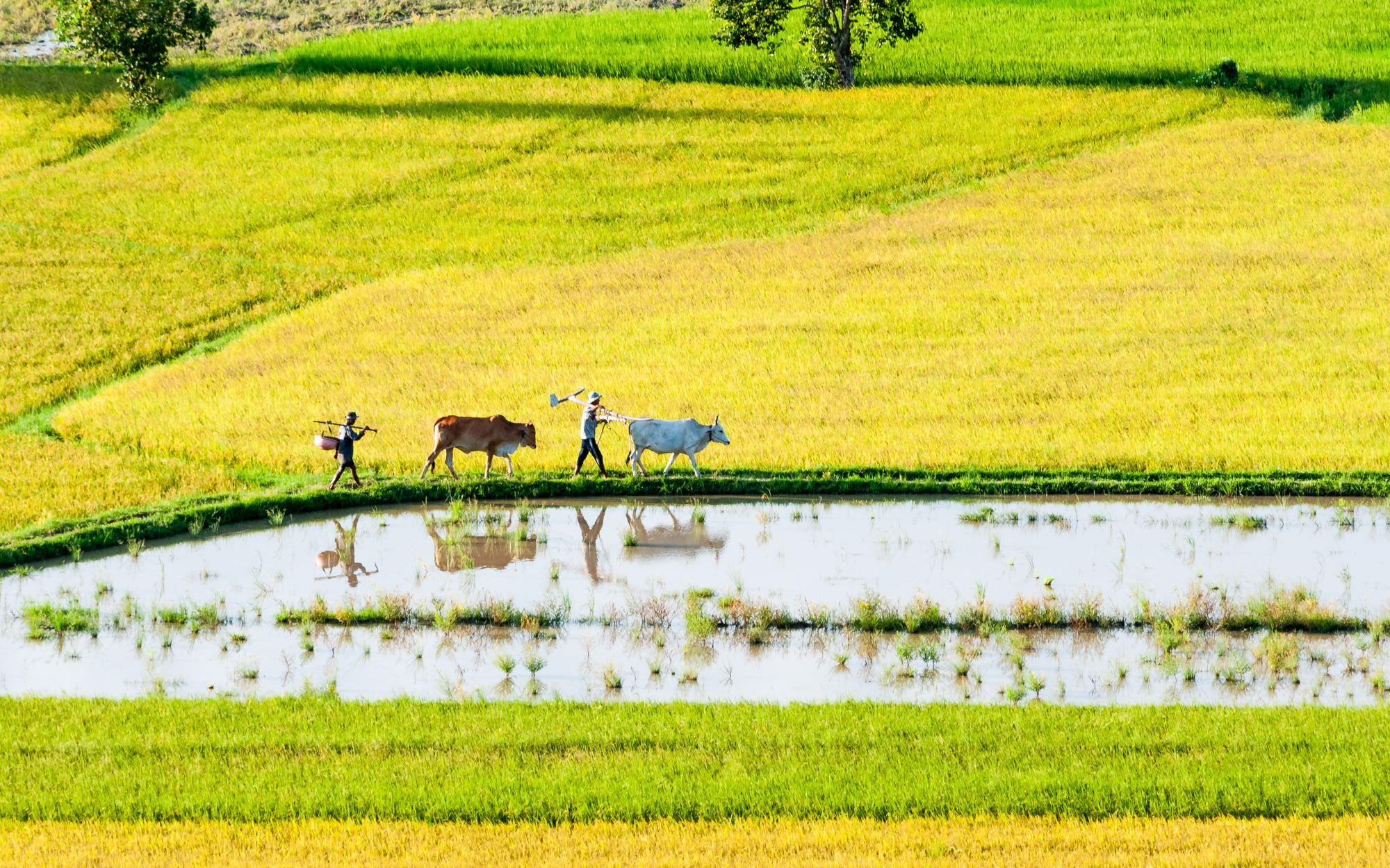 Das Mekong Delta aktiv erleben ab Saigon: Mekong Delta: Ricefields