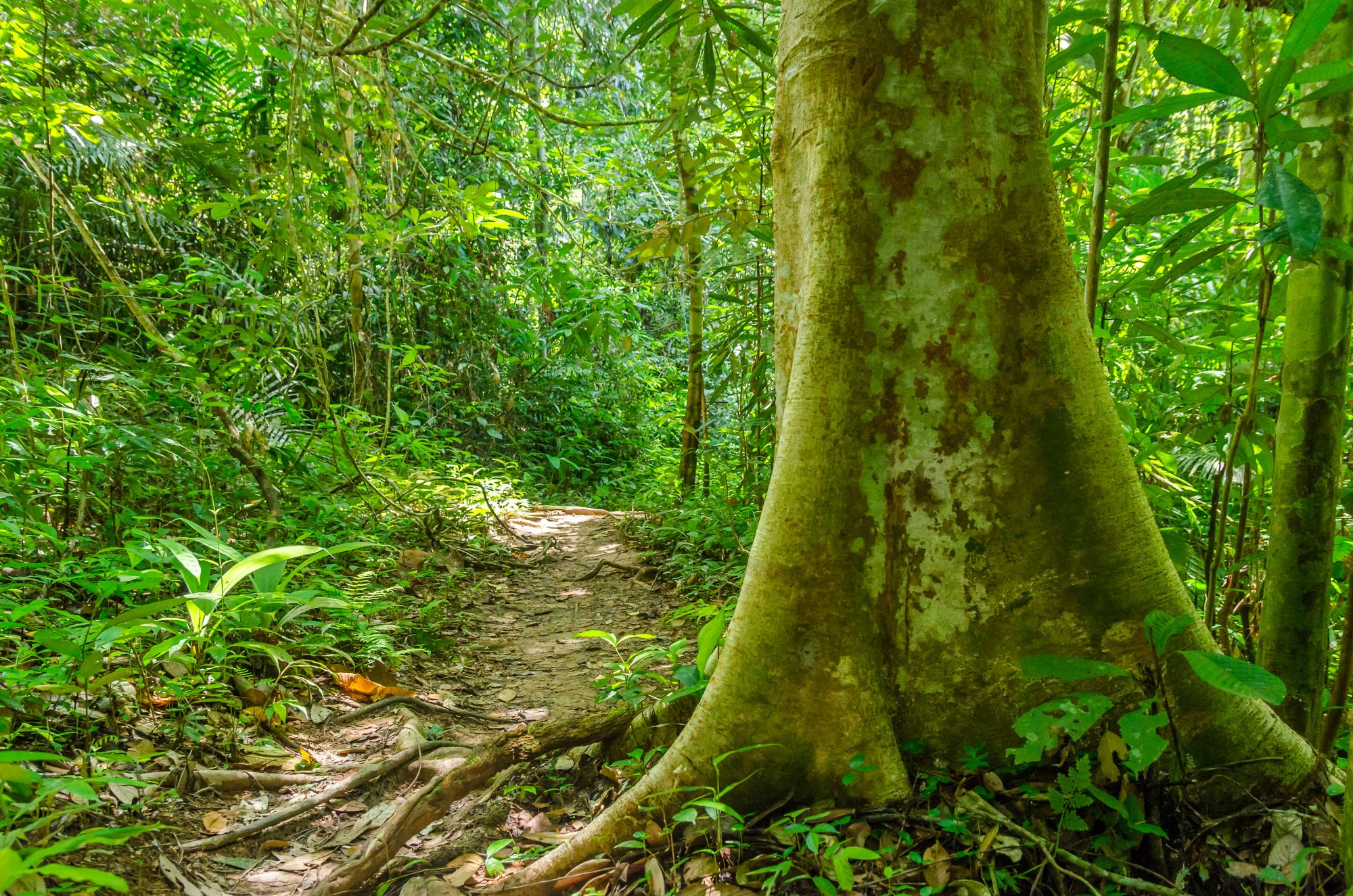 Parc national du Taman Negara de Kuala Lumpur: Taman Negara: Dense Jungle