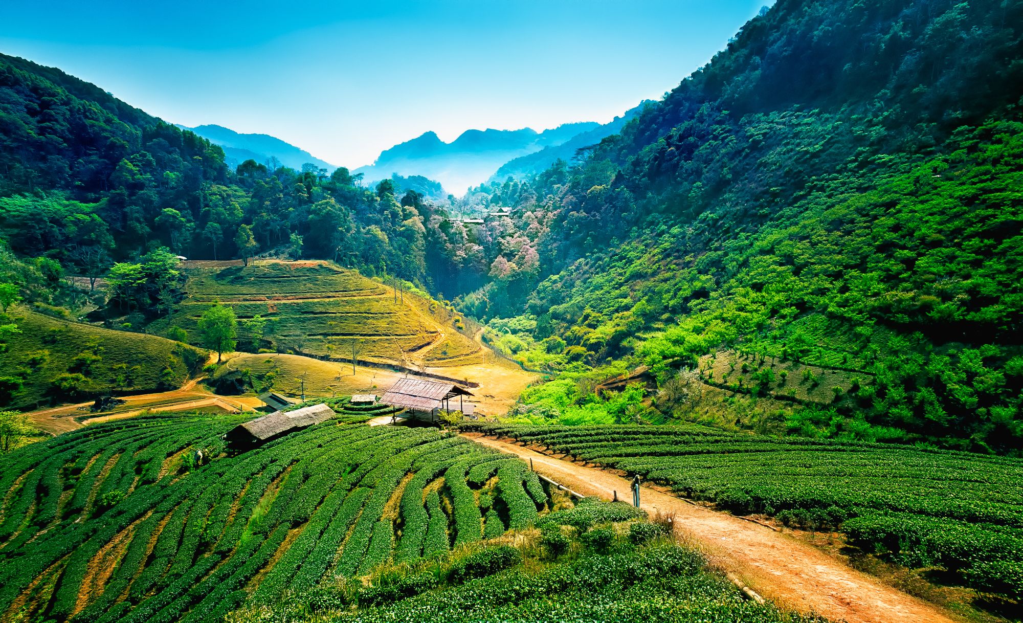 Mietwagen Rundreise Goldenes Dreieck ab Chiang Mai: Tea plantations on Angkhang mountain in Chiang Mai