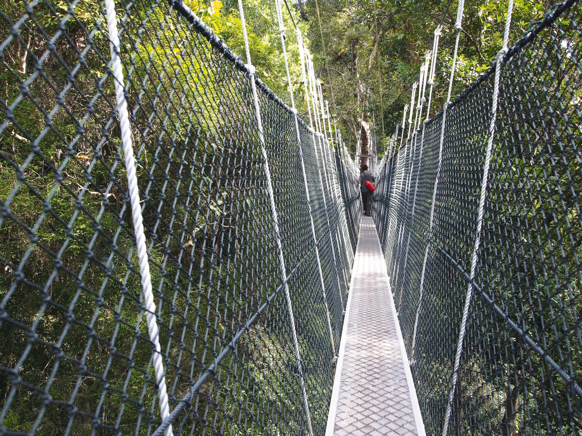 Circuit en voiture de location Malaisie de Kuala Lumpur: Taman Negara: Canopy bridge