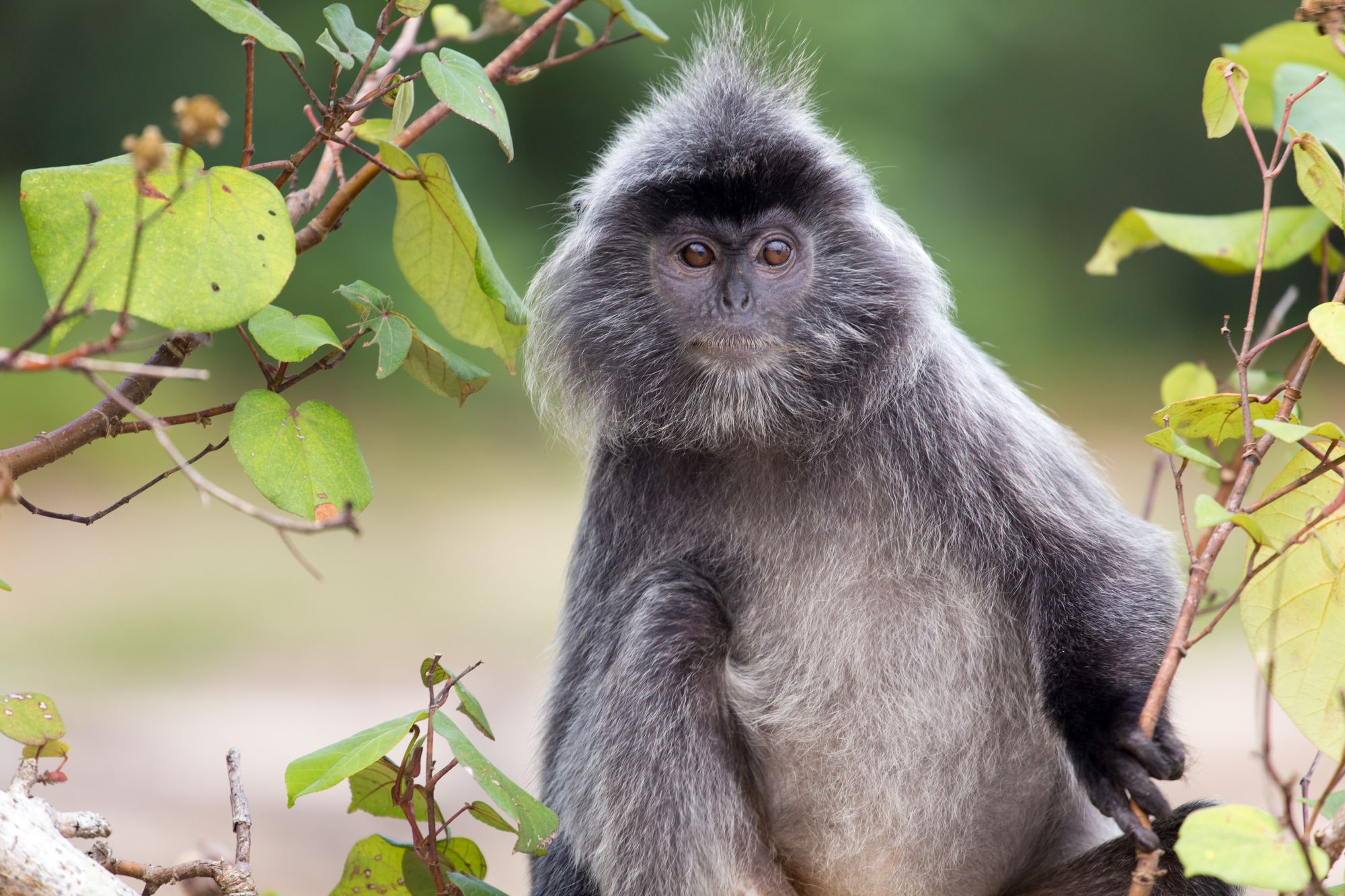 Höhepunkte Borneos ab Kuching: Silvered leaf monkey Bako National Park