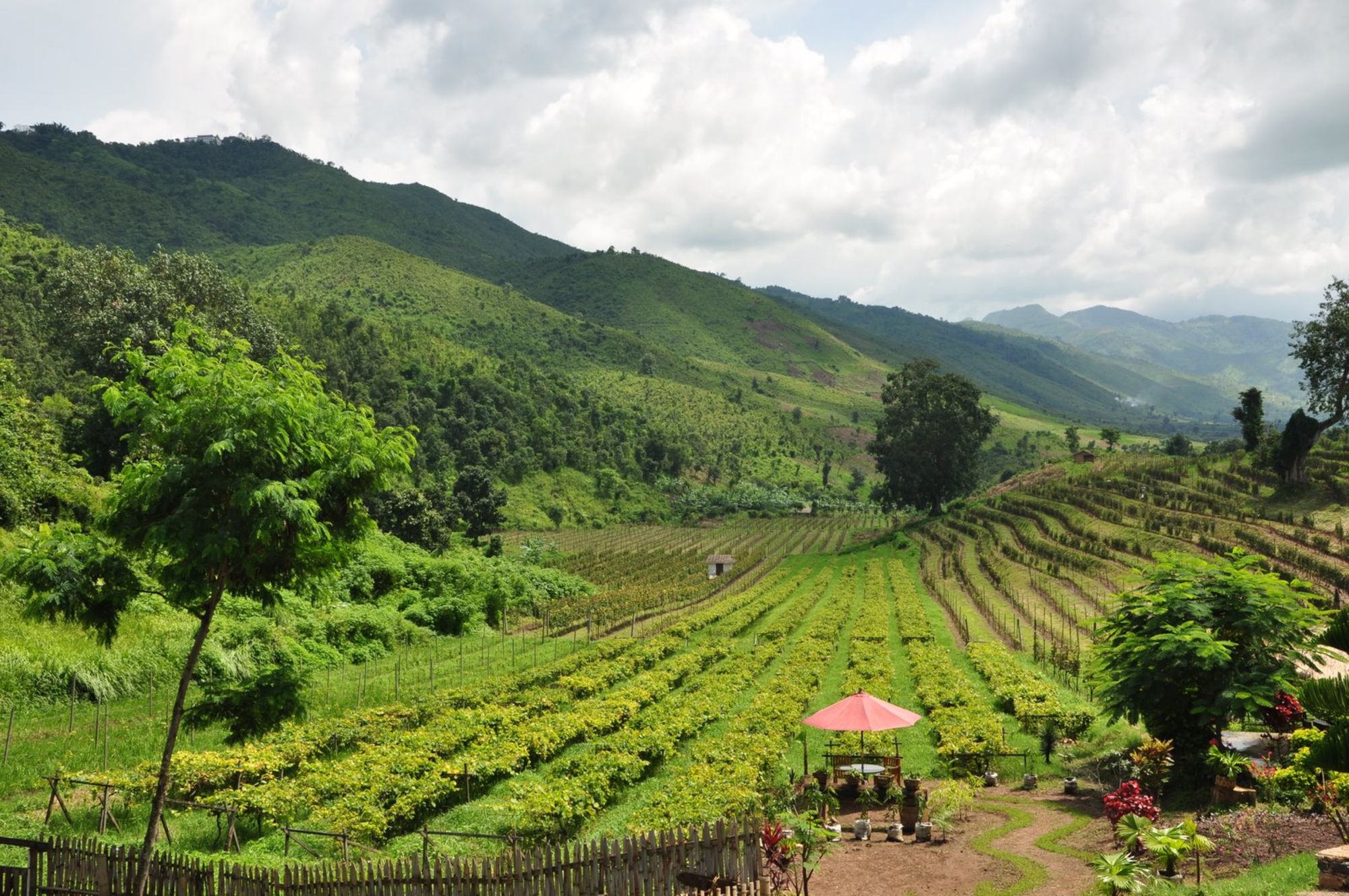 Das Goldene Land ab Yangon: Shan State: Aythaya Vineyard