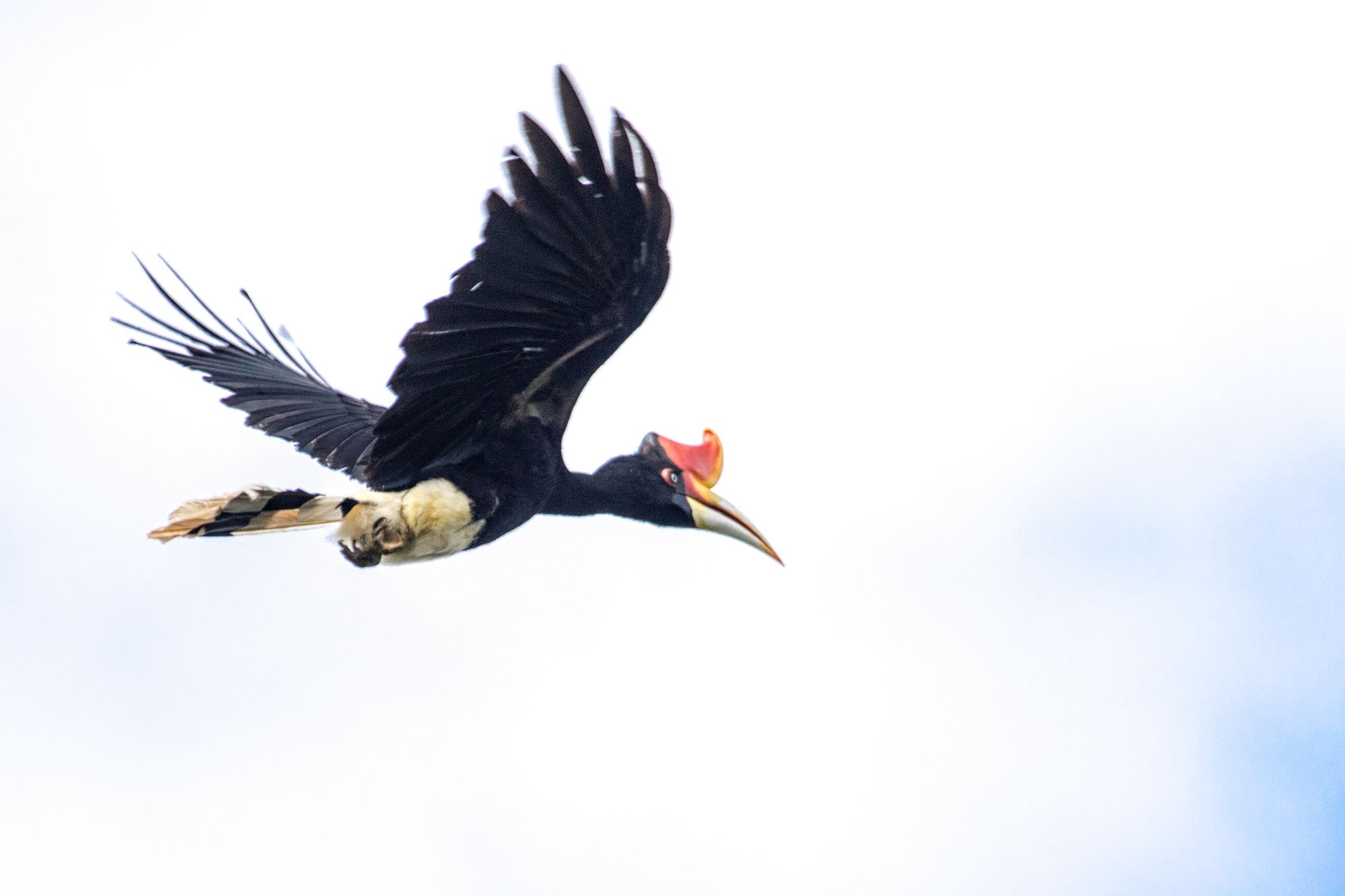 Aventure dans la jungle de Kalimantan, 4 jours de Palangkaraya: Hornbill