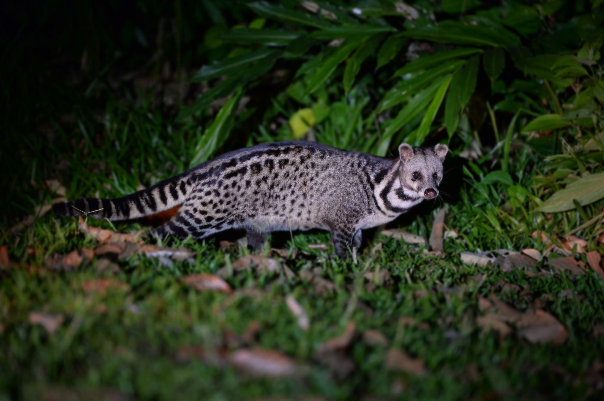 Borneo Wildlife / Borneo Rainforest Lodge ab Kota Kinabalu: Borneo Rainforest Lodge | Malayan Civet