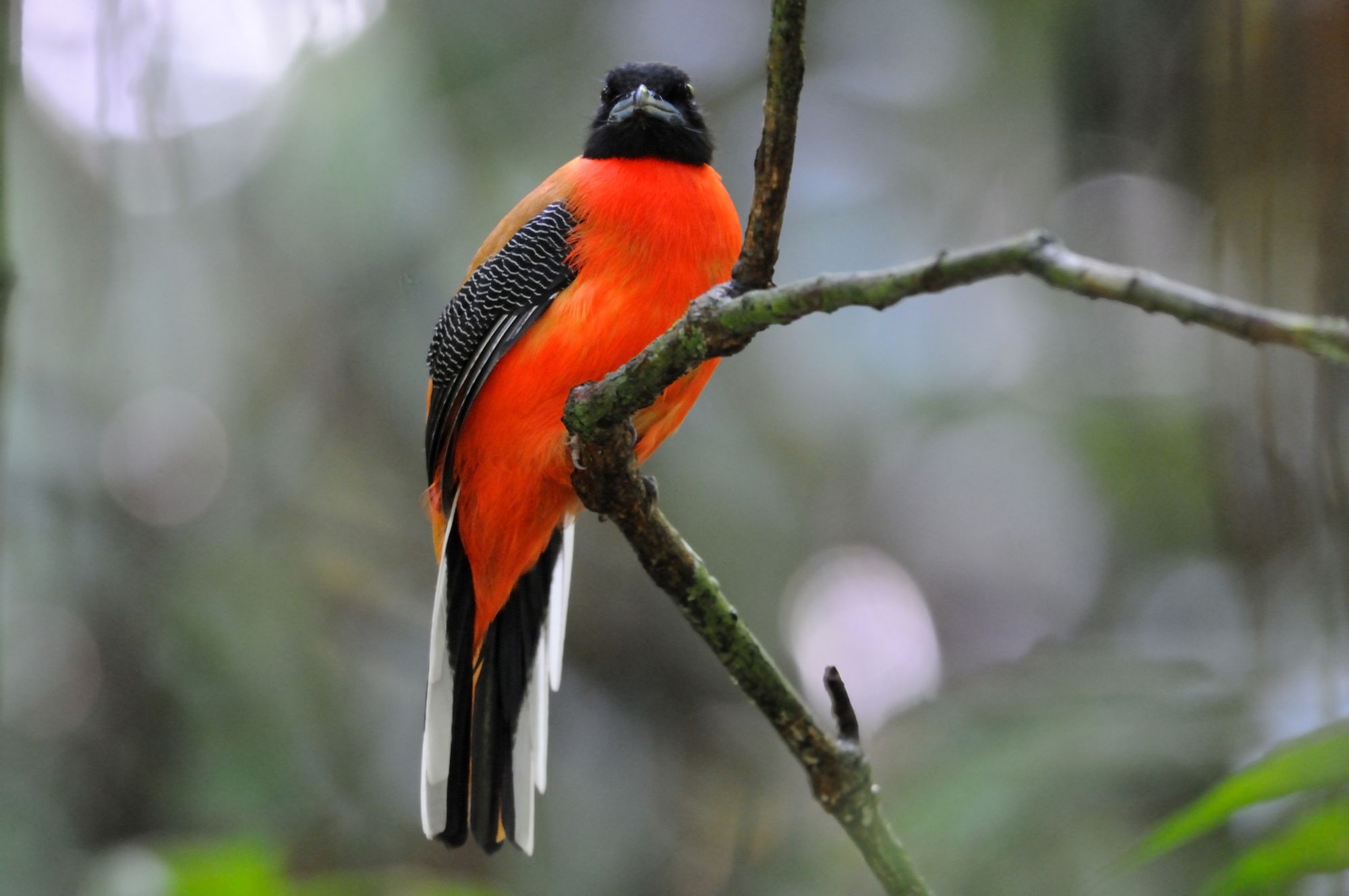 Borneo Wildlife / Borneo Rainforest Lodge ab Kota Kinabalu: Borneo Rainforest Lodge | Cinnamon-rumped Trogon
