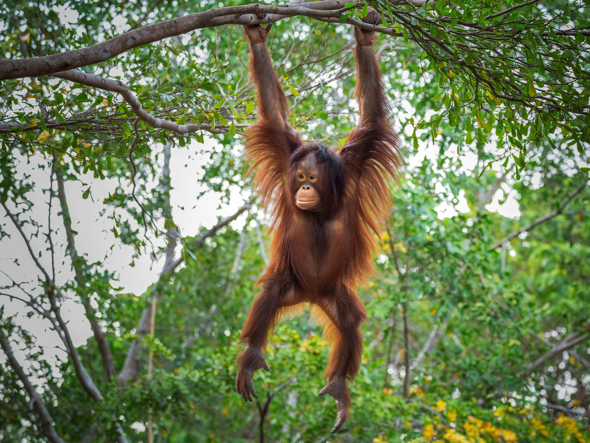 Borneo Wildlife / Borneo Rainforest Lodge ab Kota Kinabalu: Orang Utan