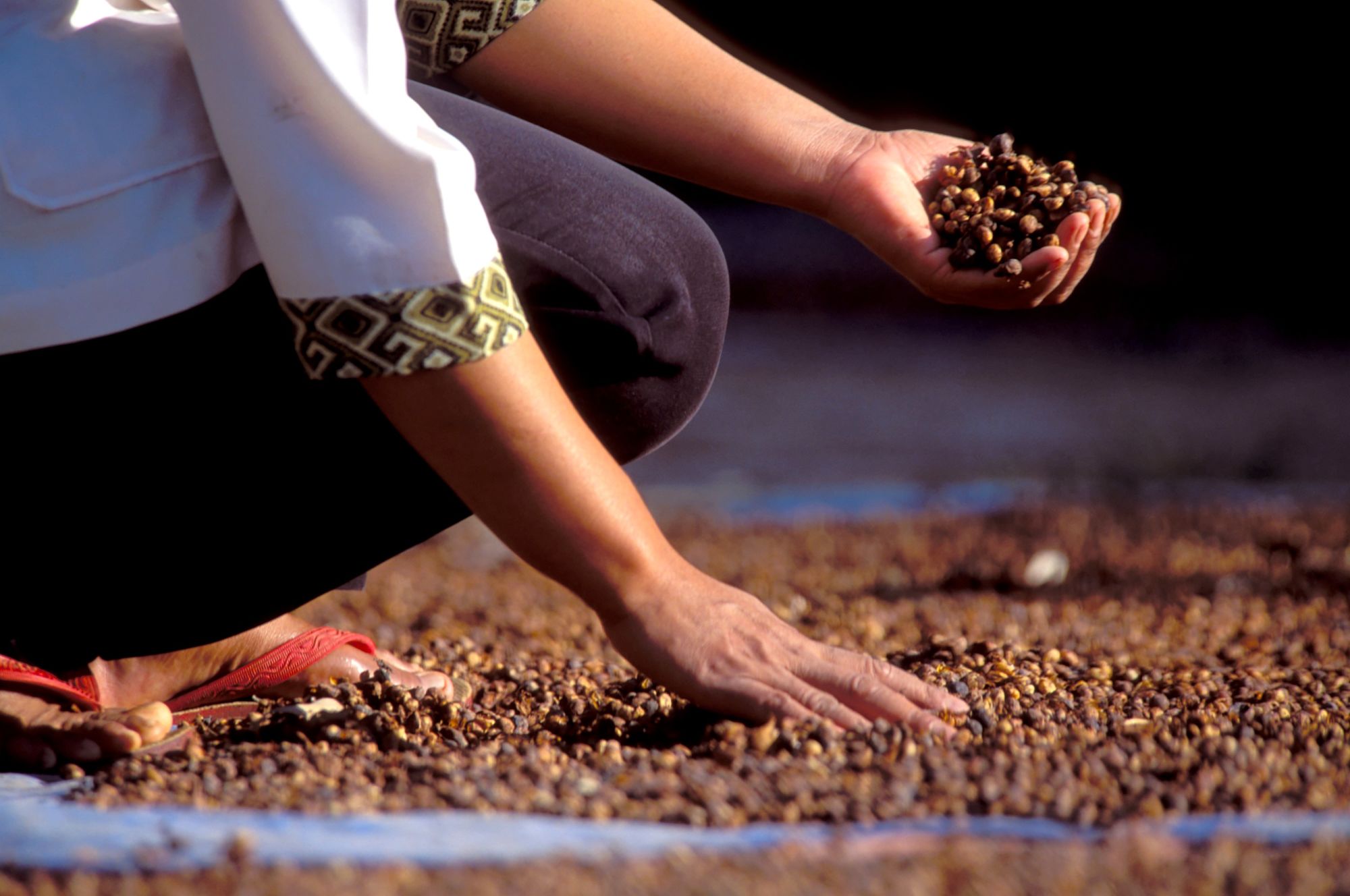 Java-Bali pour les fins connaisseurs de Yogyakarta: Losari: Coffee drying