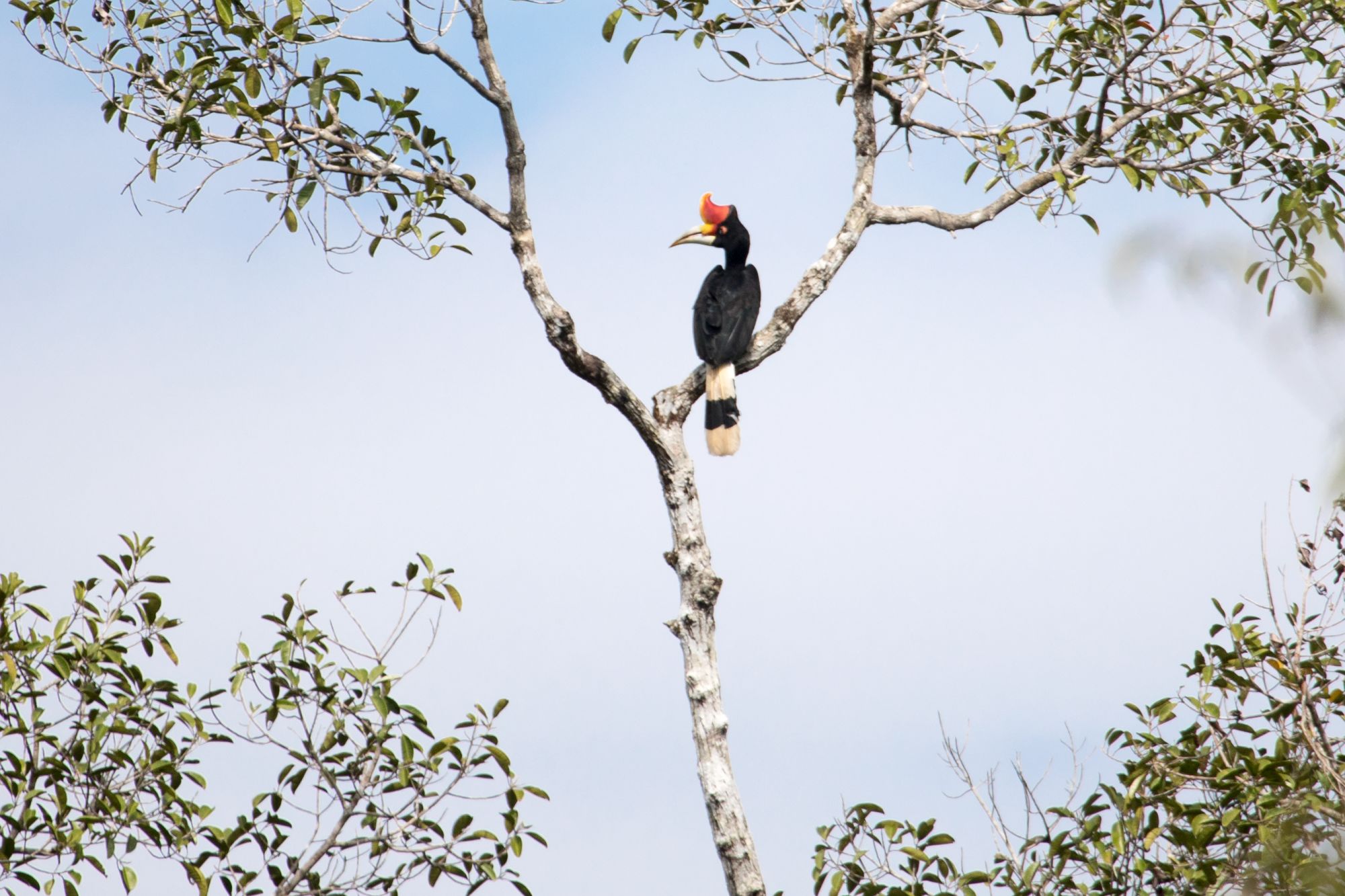 Aventure dans la jungle de Kalimantan, 4 jours de Palangkaraya: Hornbill
