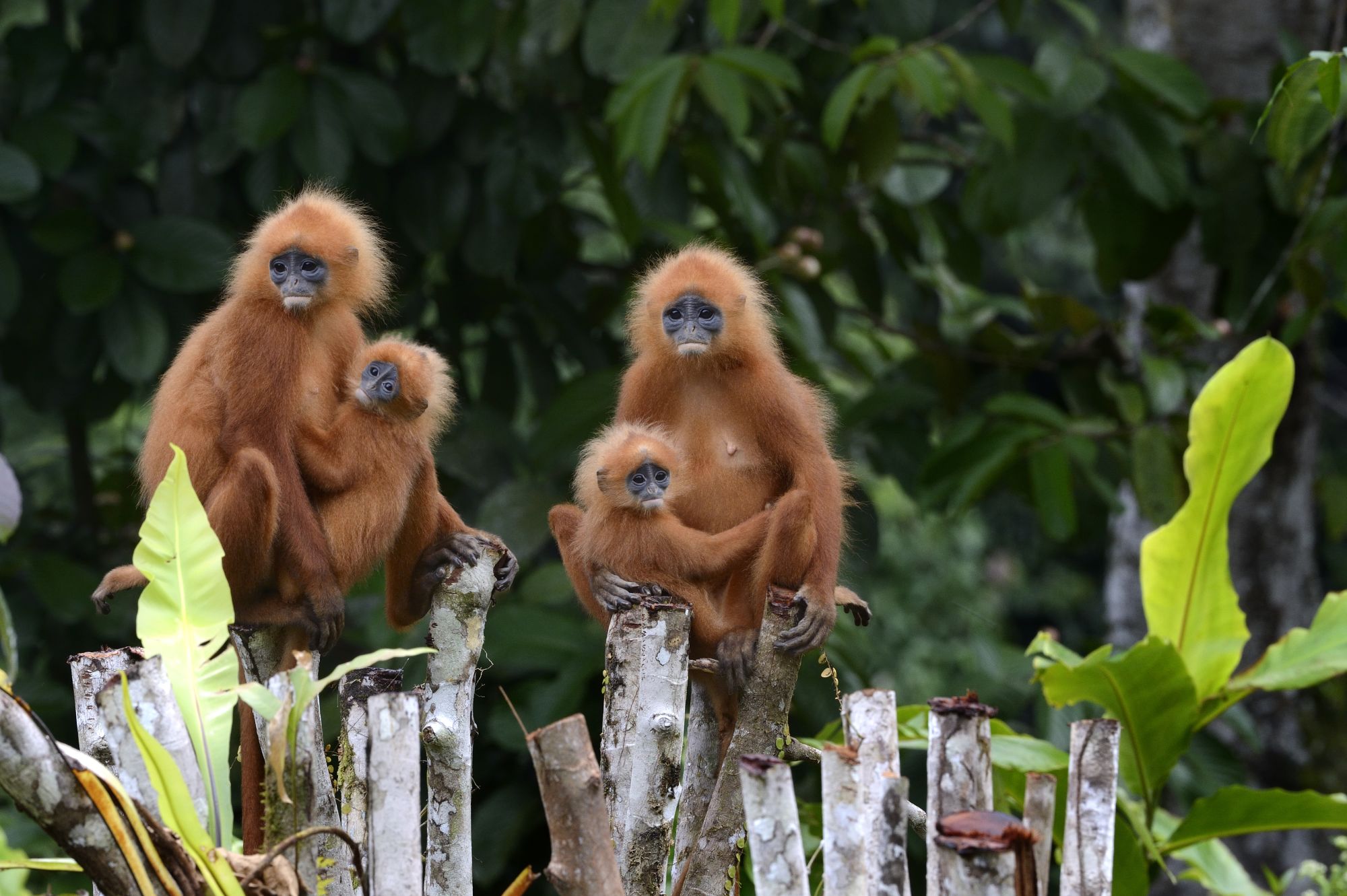 Borneo Wildlife / Borneo Rainforest Lodge ab Kota Kinabalu: Borneo Rainforest Lodge | Red Leaf Monkey