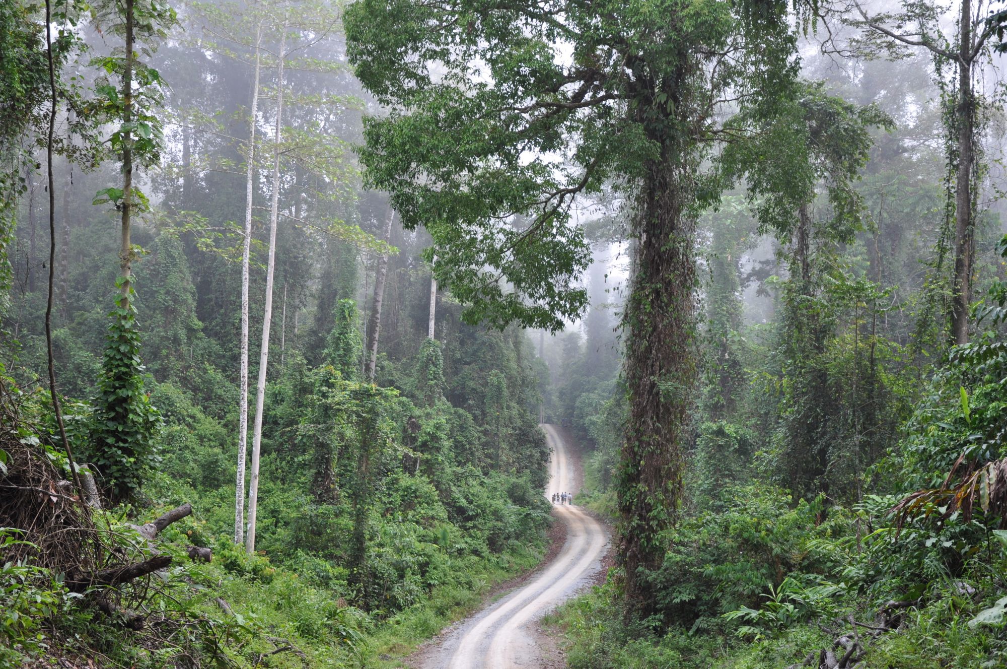 Borneo Wildlife / Borneo Rainforest Lodge ab Kota Kinabalu: Primary rainforest Danum Valley