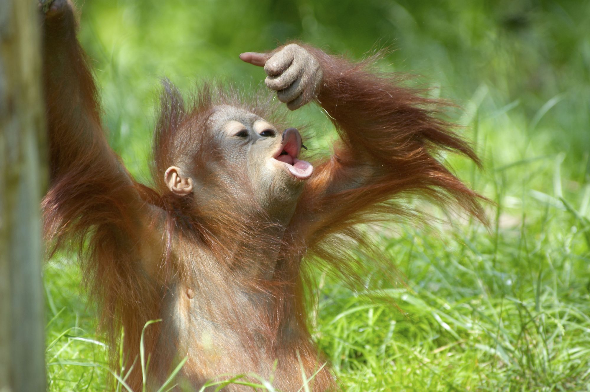 Les orangs-outans de Bohorok de Medan: Sumatra Bohorok Orang-Utan
