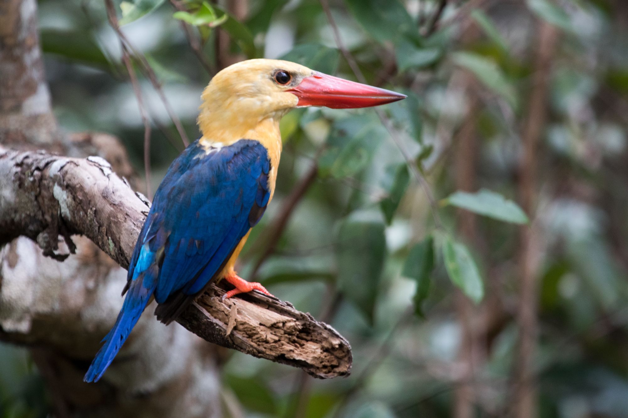 Aventure dans la jungle de Kalimantan, 4 jours de Palangkaraya: Kingfisher