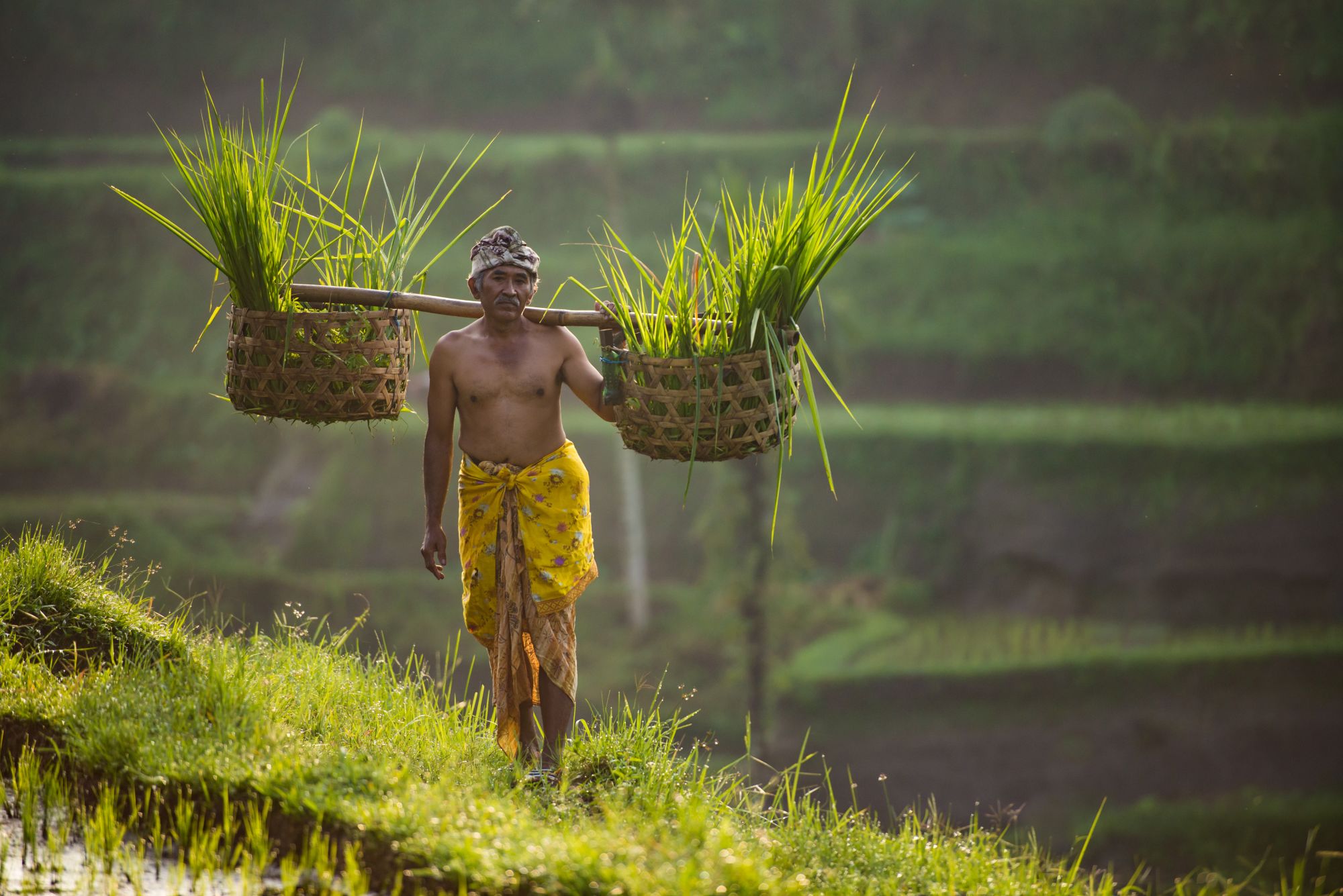 Bali Kompakt ab Südbali: Bali Rice farmer in traditional clothes in rice terrace field