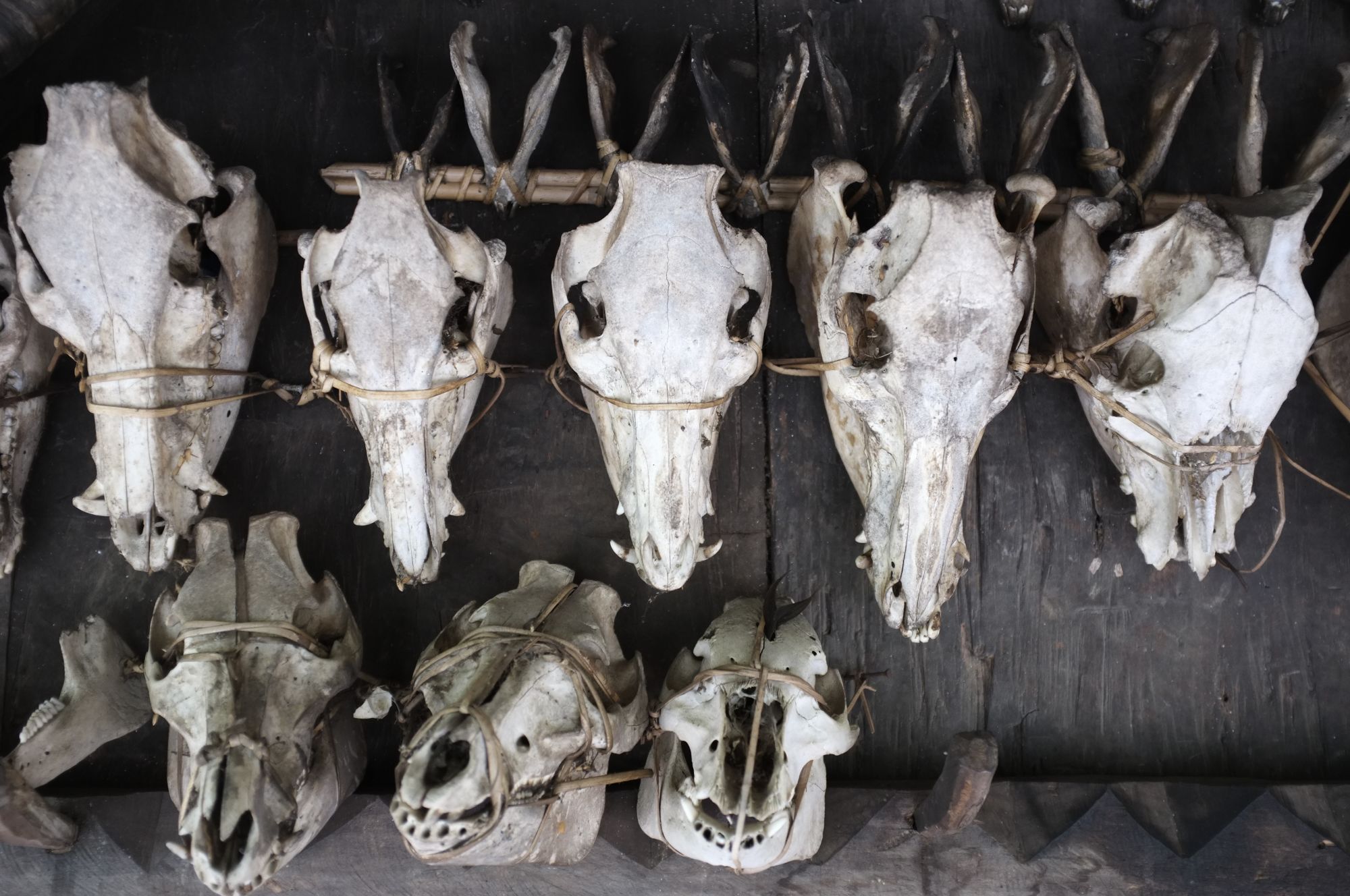 Nord-Luzon Rundreise inkl. Wanderung nach Batad ab Manila: Luzon Banaue skulls