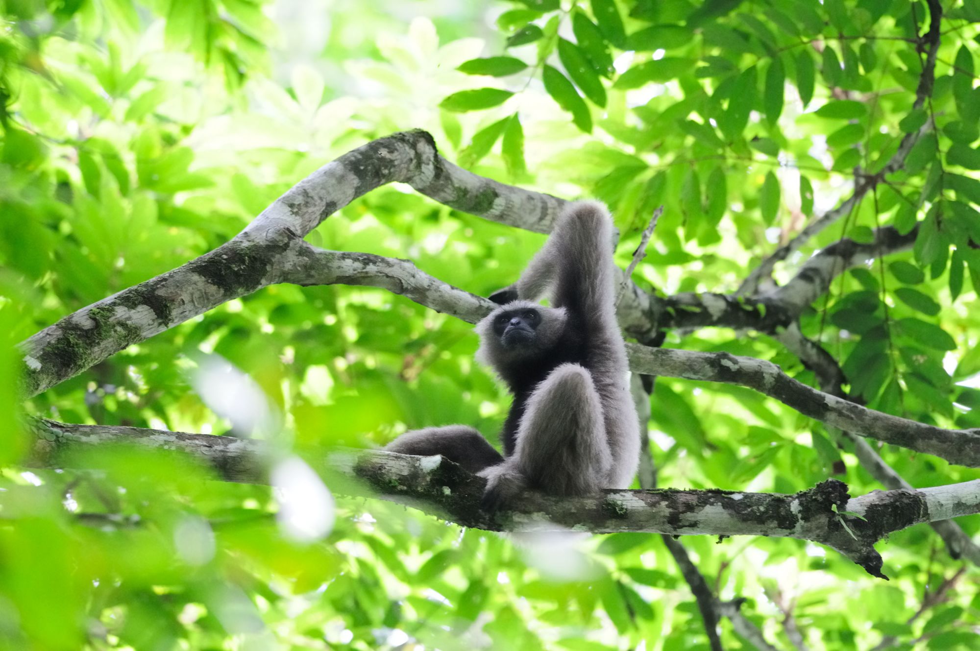 Borneo Wildlife / Borneo Rainforest Lodge ab Kota Kinabalu: Borneo Rainforest Lodge | Bornean Gibbon