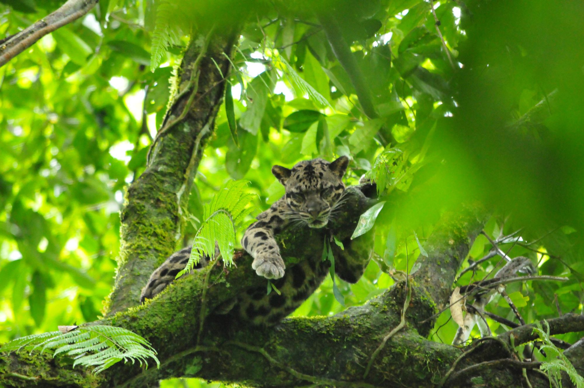 Borneo Wildlife / Borneo Rainforest Lodge ab Kota Kinabalu: Borneo Rainforest Lodge | Clouded Leopard